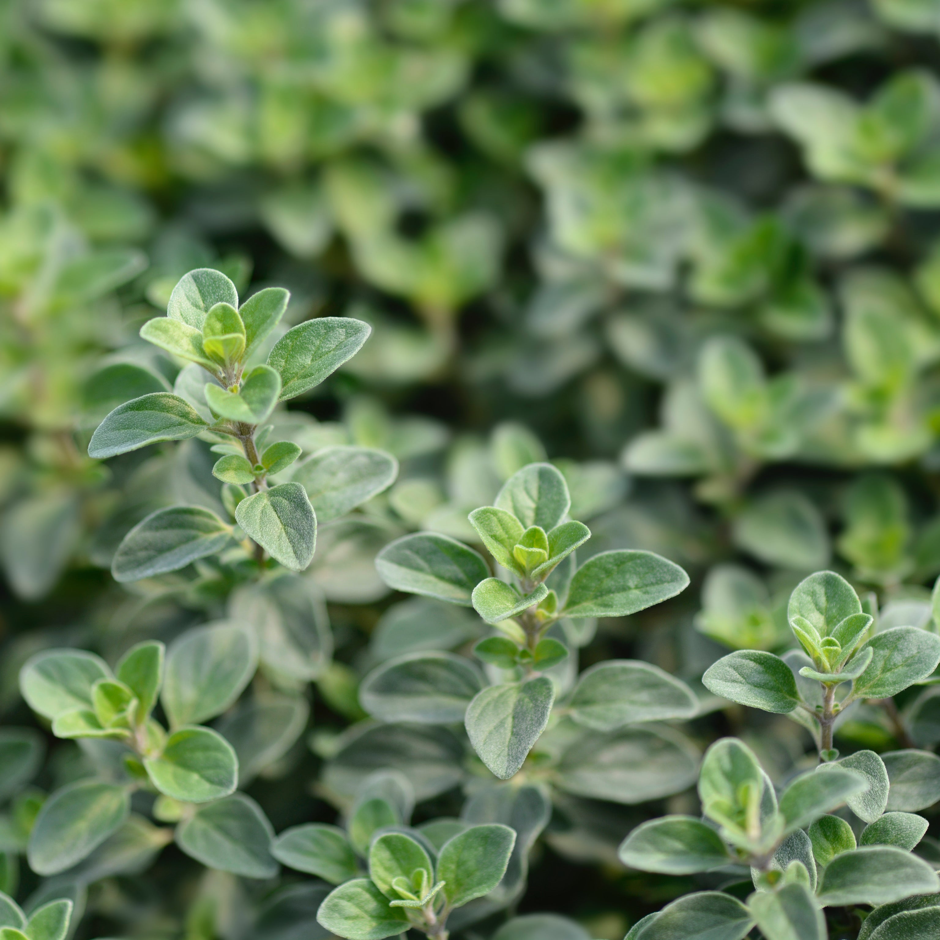 Maggiorana - origanum majorana (V14) - Greenshop