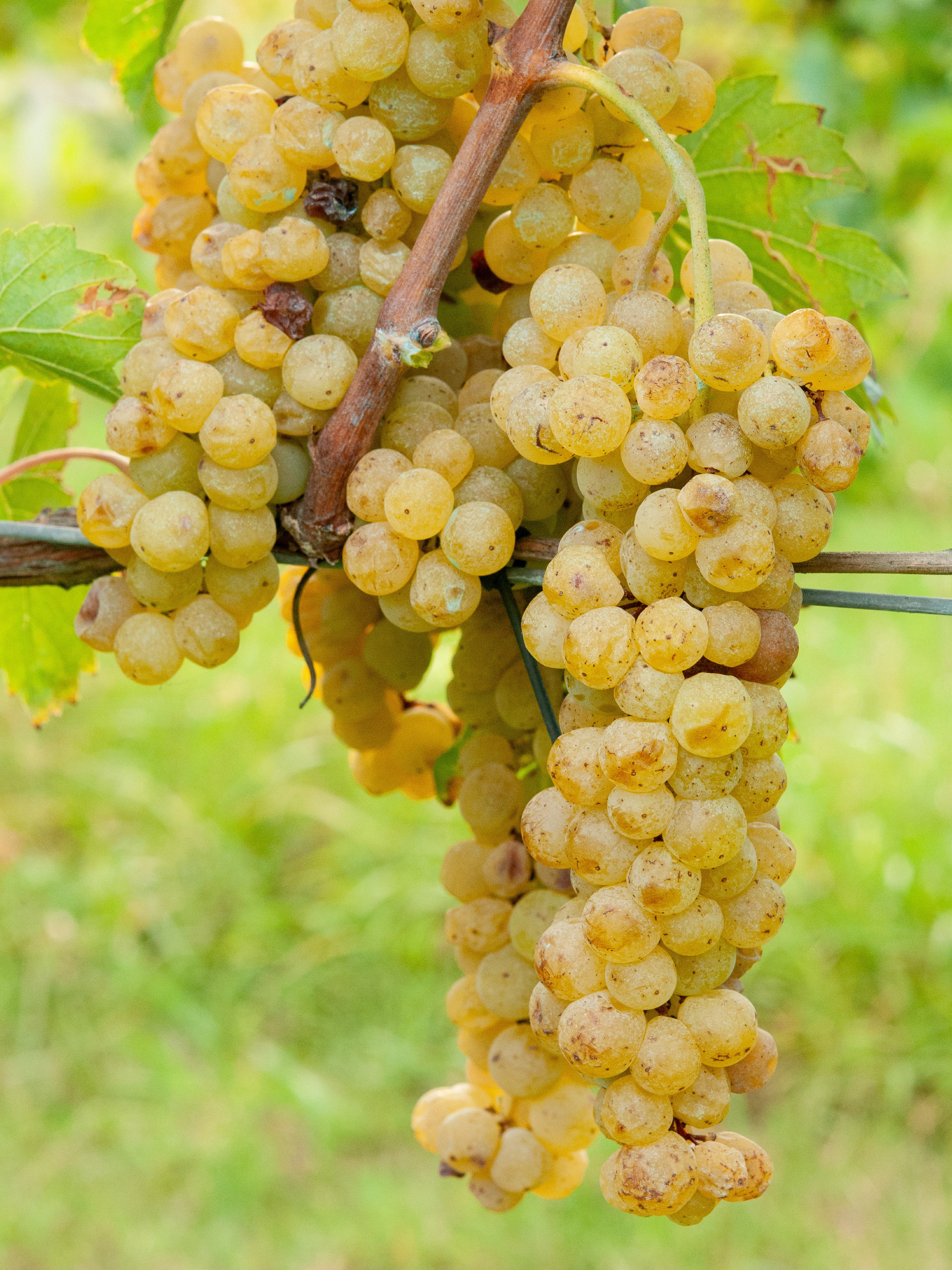 25pz - Barbatelle innestate - Greenshop