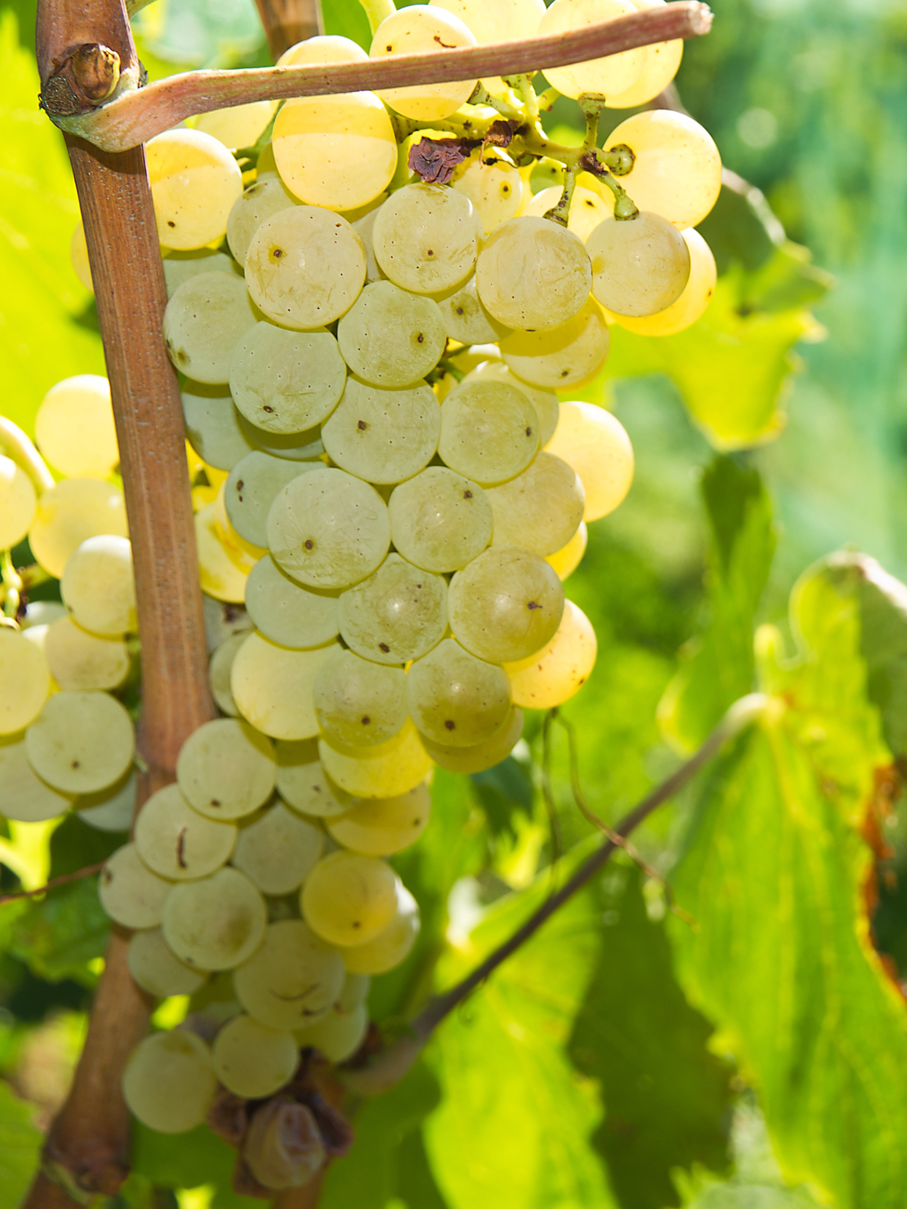 25pz - Barbatelle innestate - Greenshop