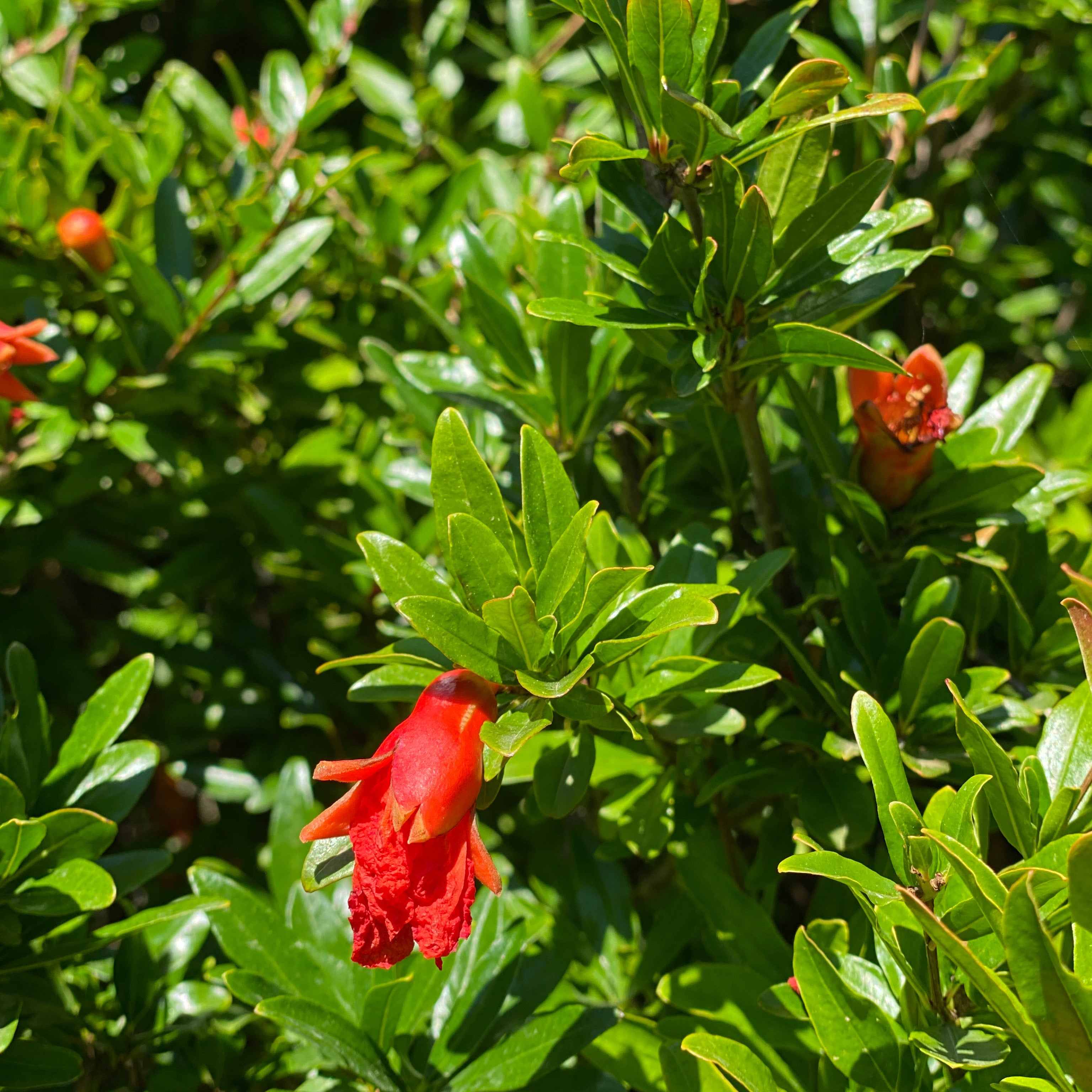 Melograno nano (V18) - Greenshop