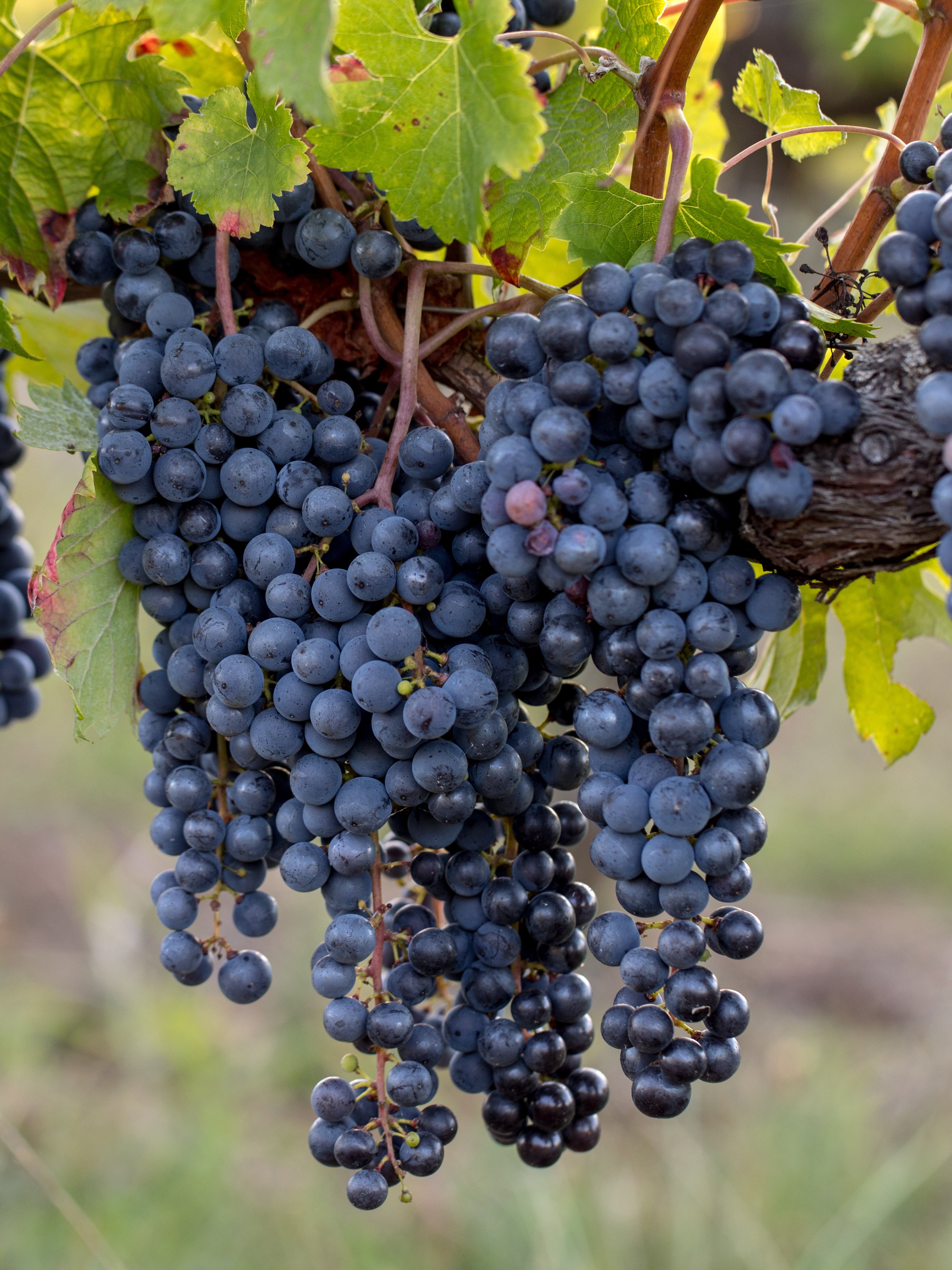 25pz - Barbatelle innestate - Greenshop