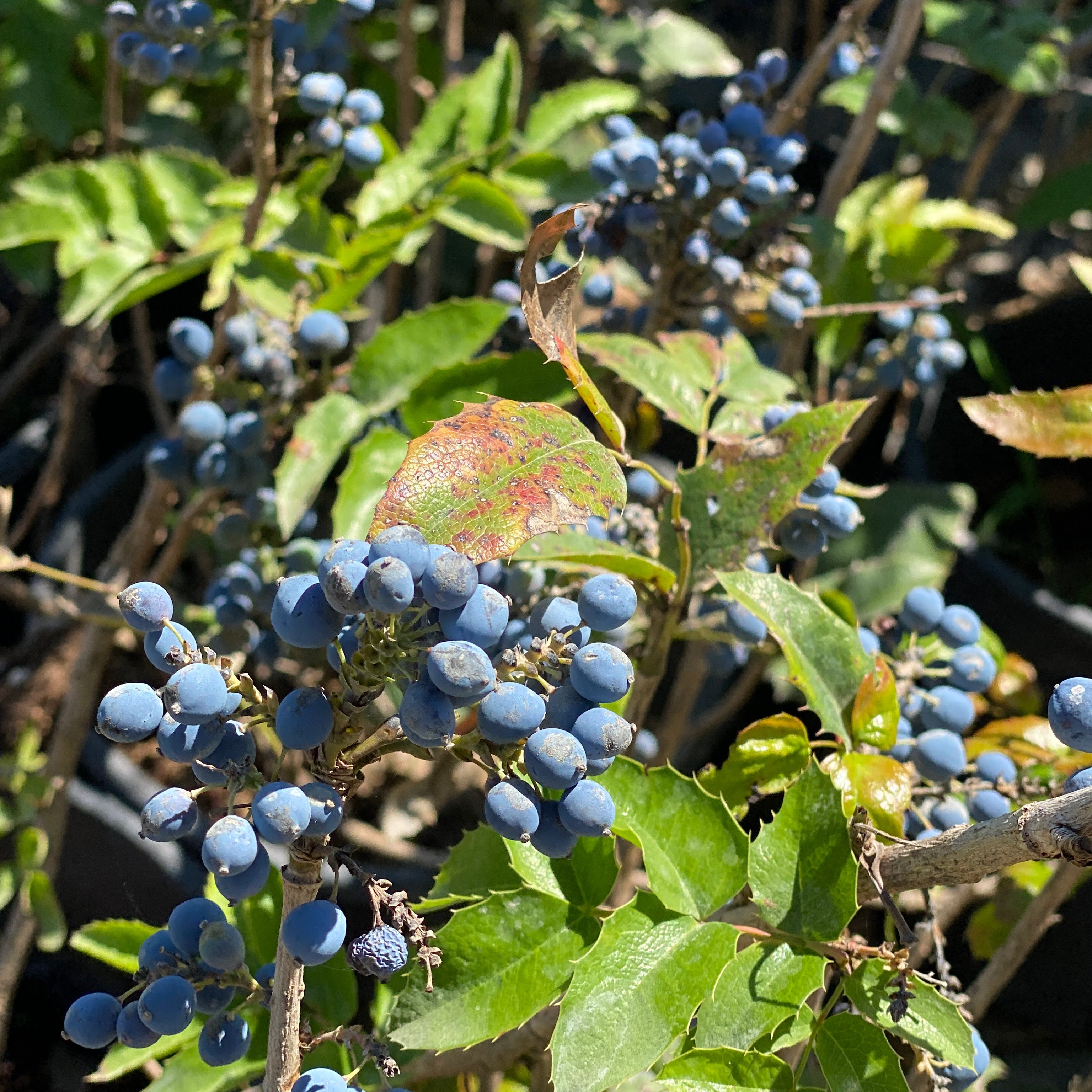 Mirtillo comune (V18) - Greenshop