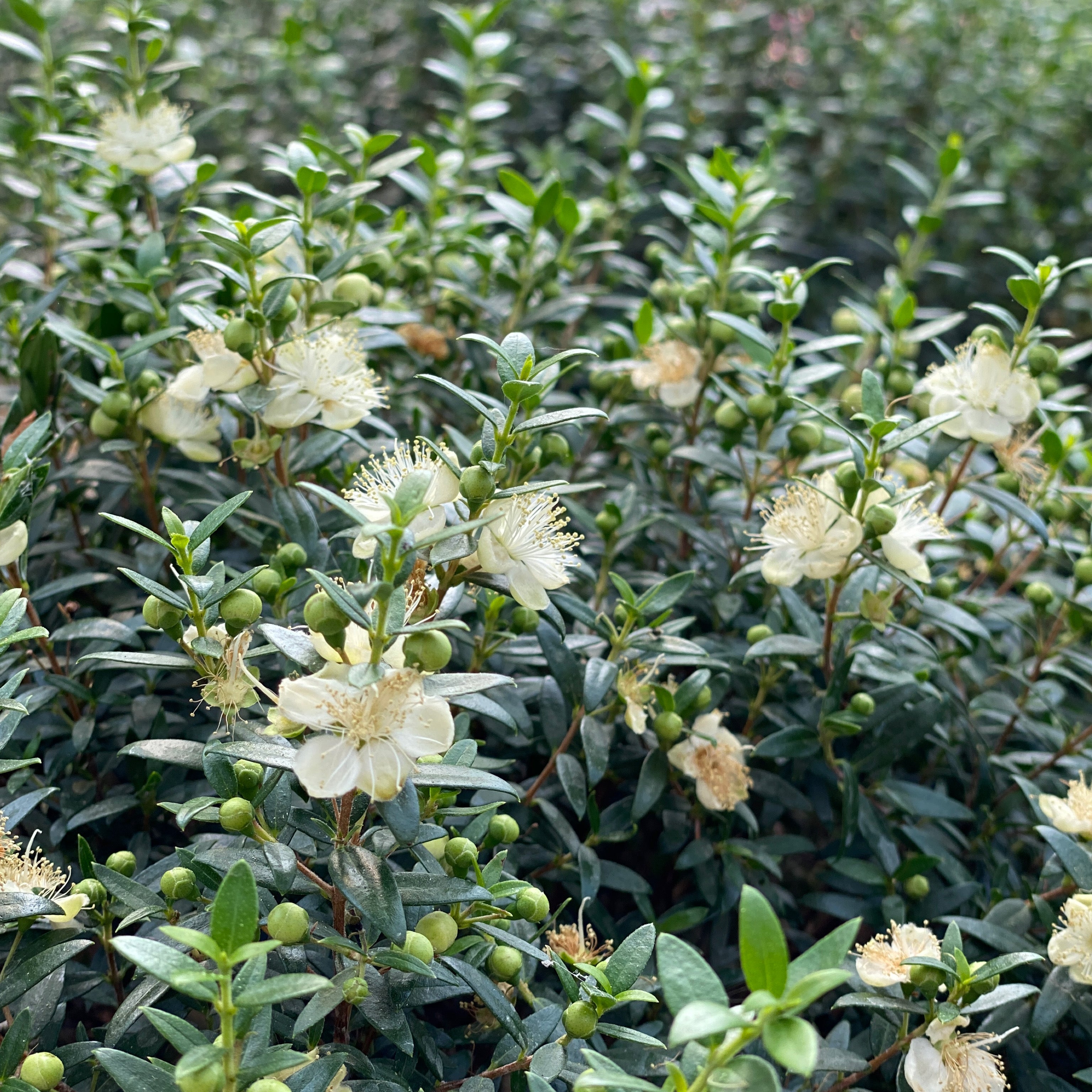 Mirto communis Microphilla (V18) - Greenshop