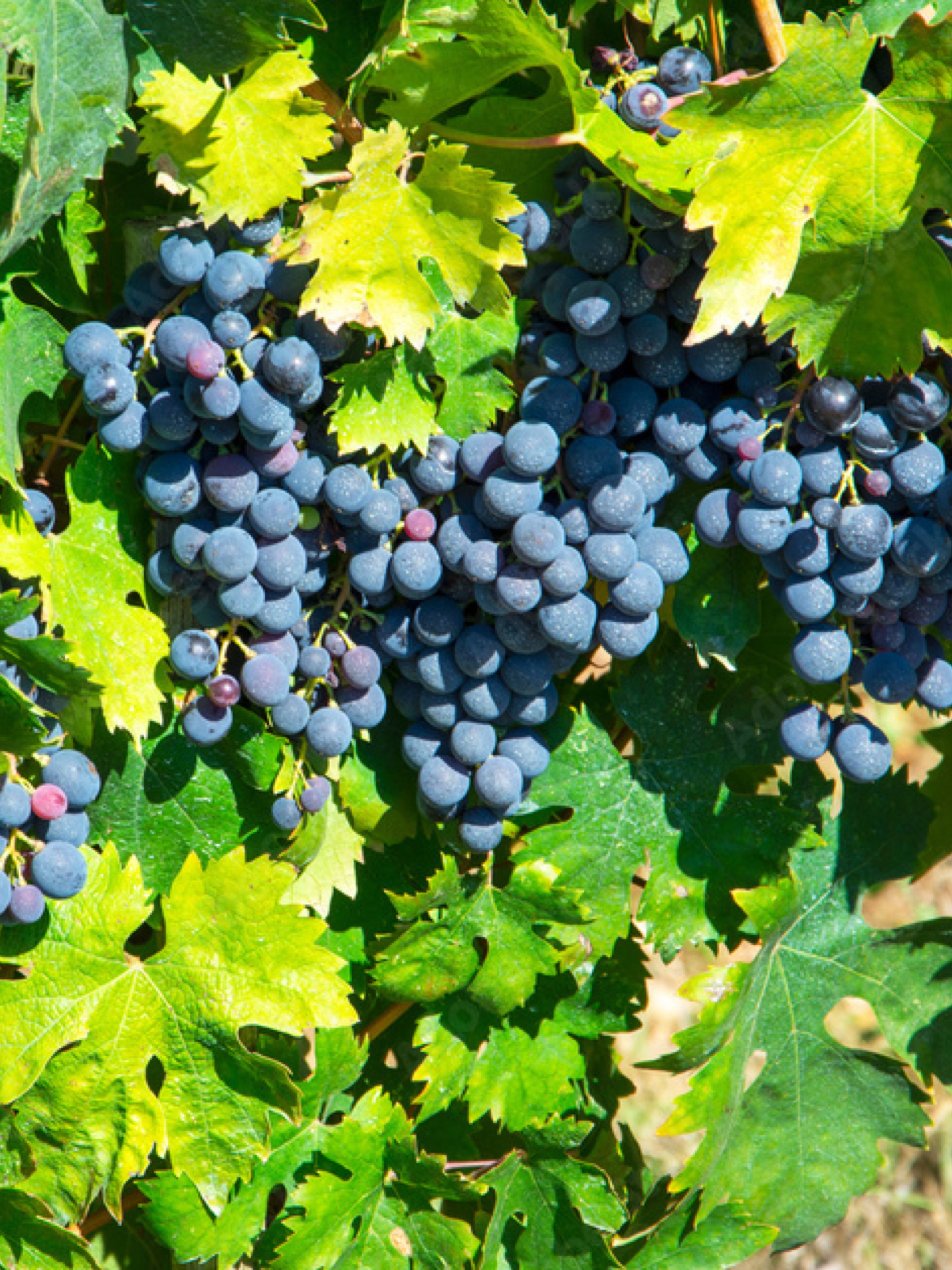 25pz - Barbatelle innestate - Greenshop