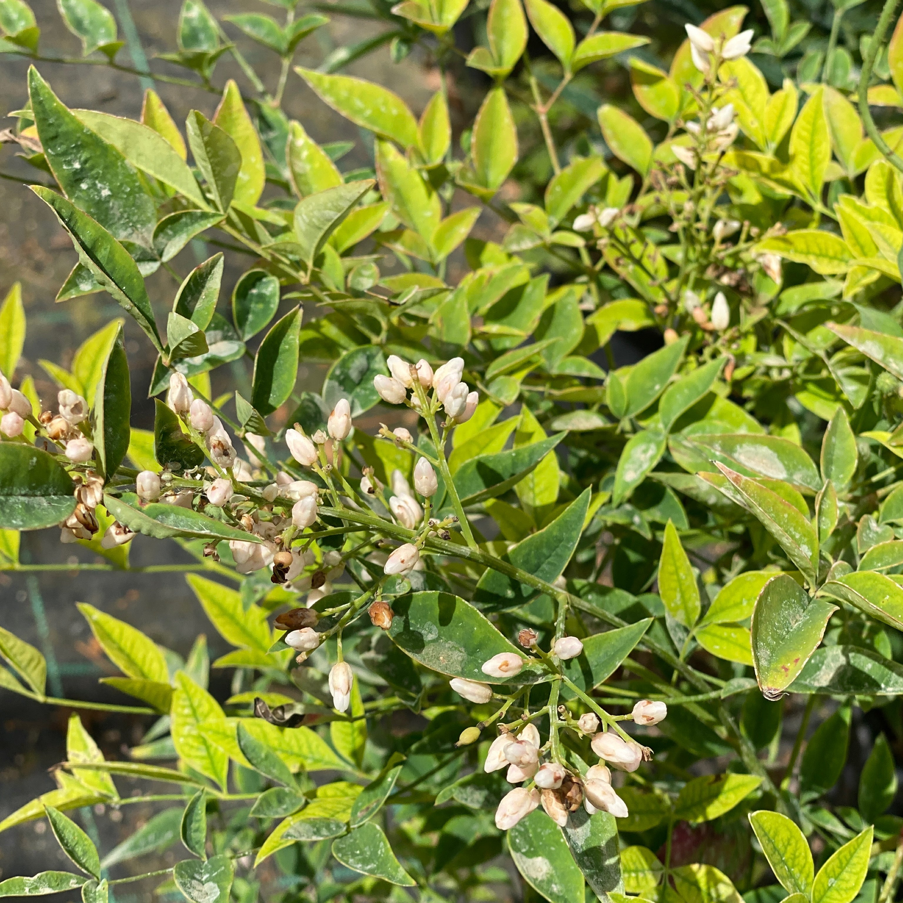 Nandina domestica (V18) - Greenshop
