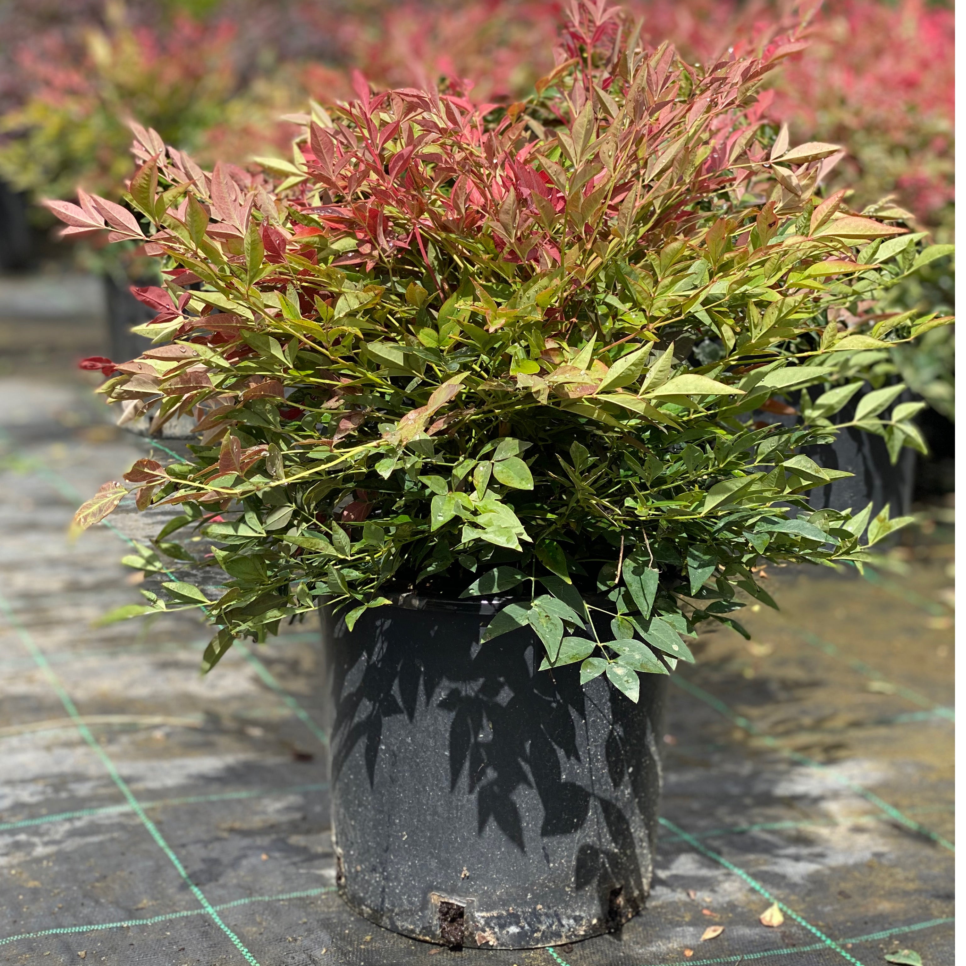 Nandina obsession (V18) - Greenshop