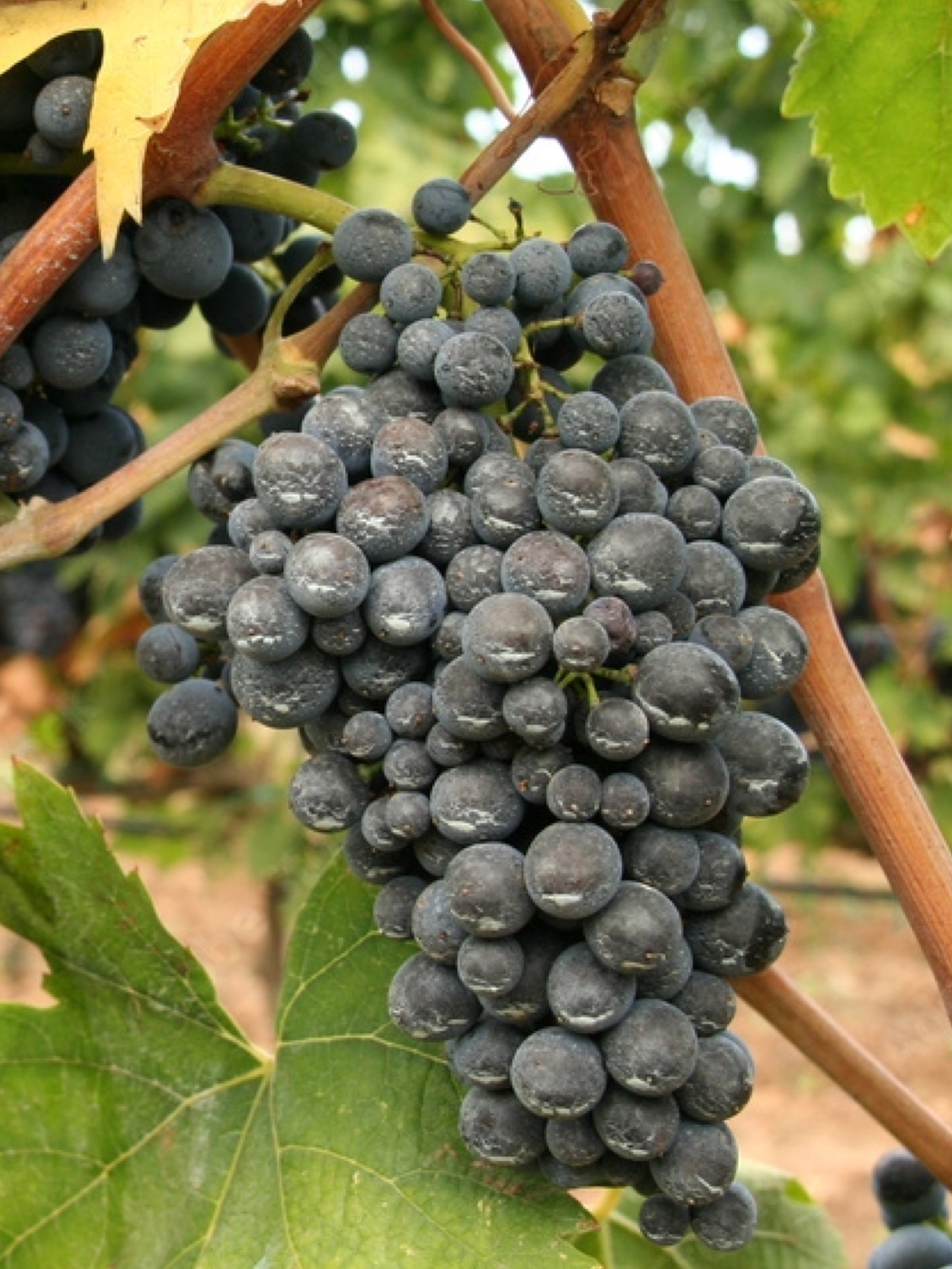 25pz - Barbatelle innestate - Greenshop