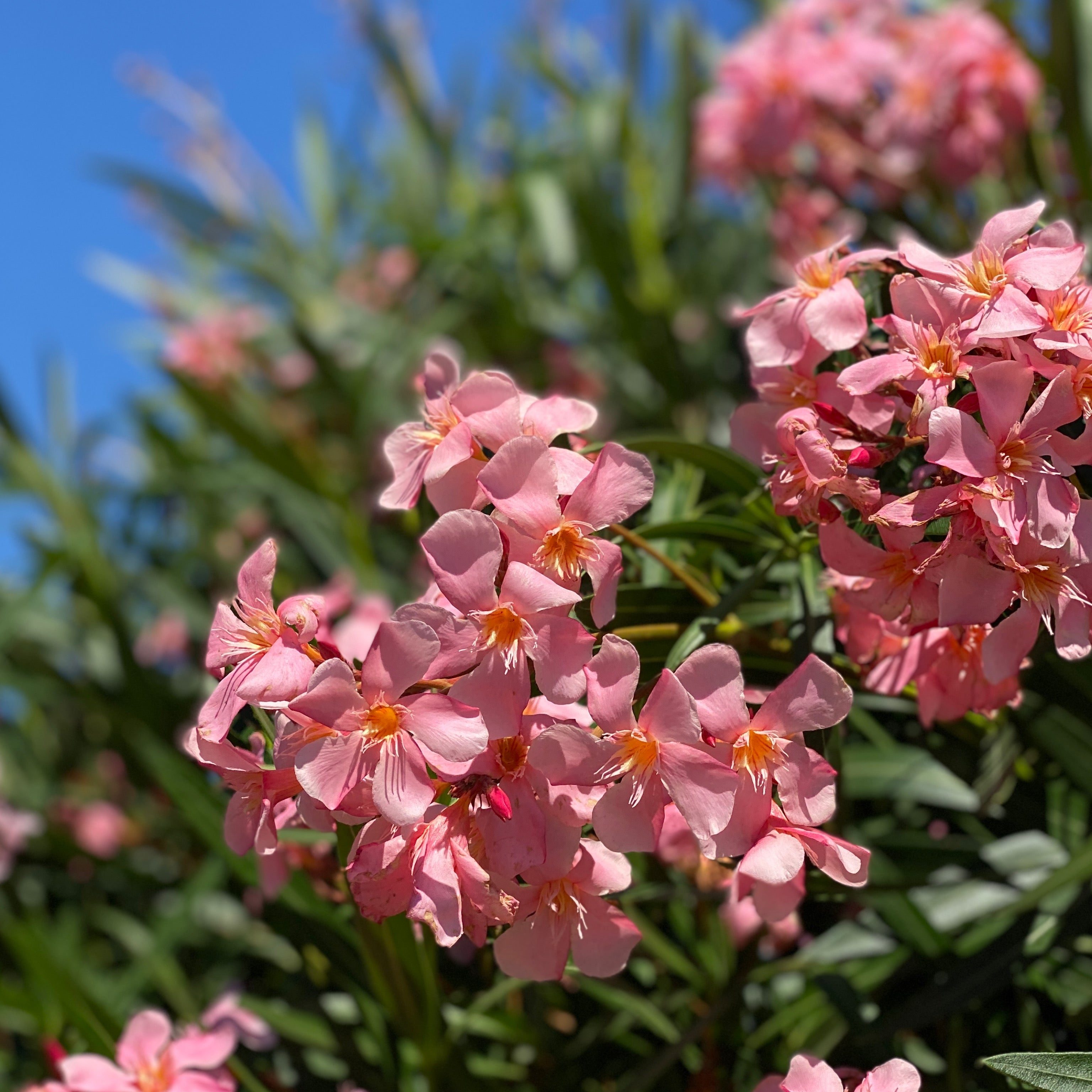 Oleandro - Nerium oleander (V18) - Greenshop