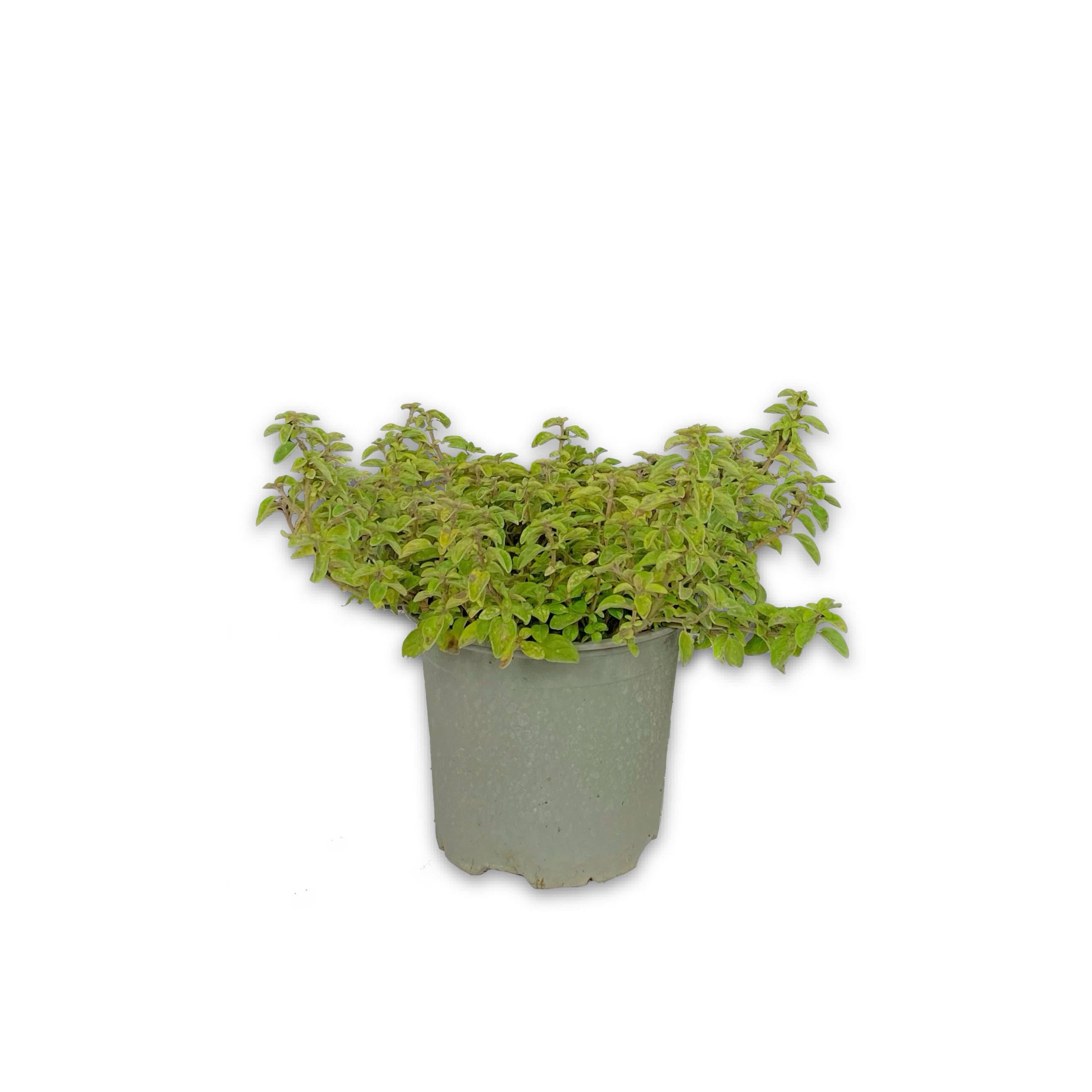 Origano comune (V14) - Greenshop