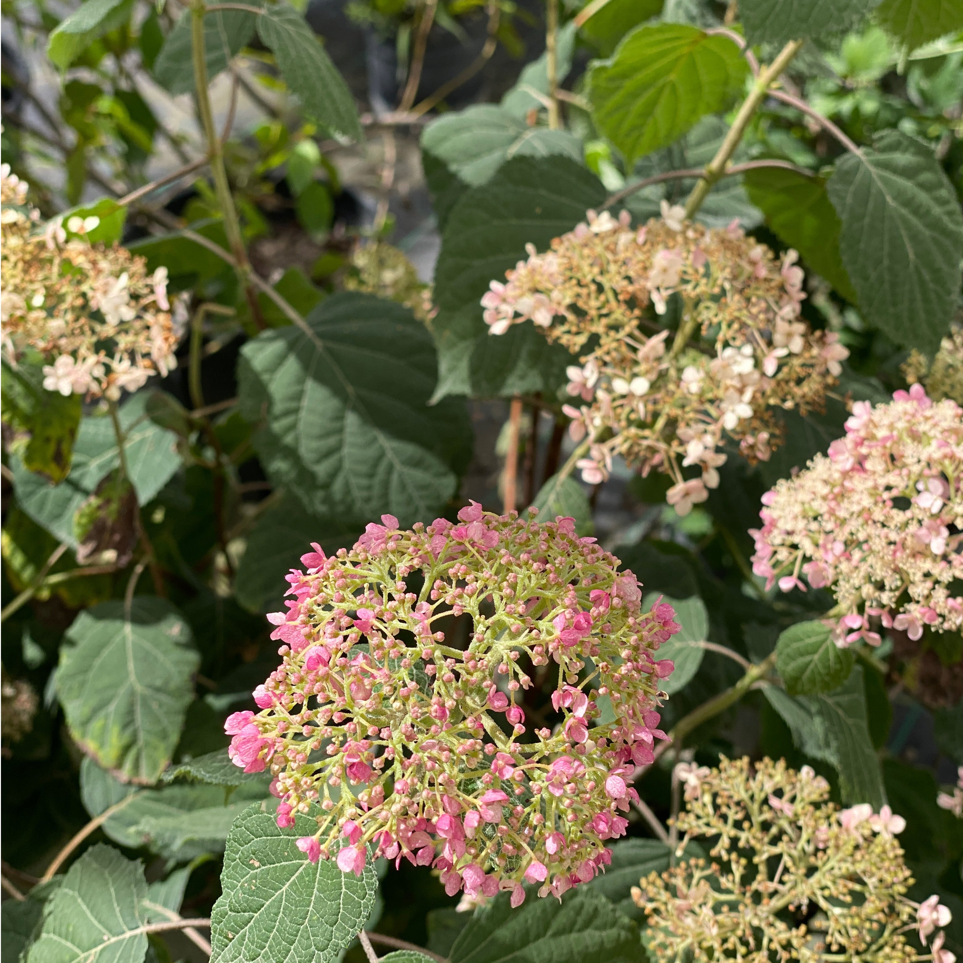 Ortensia - Hydrangea Annabelle (V18) - Greenshop