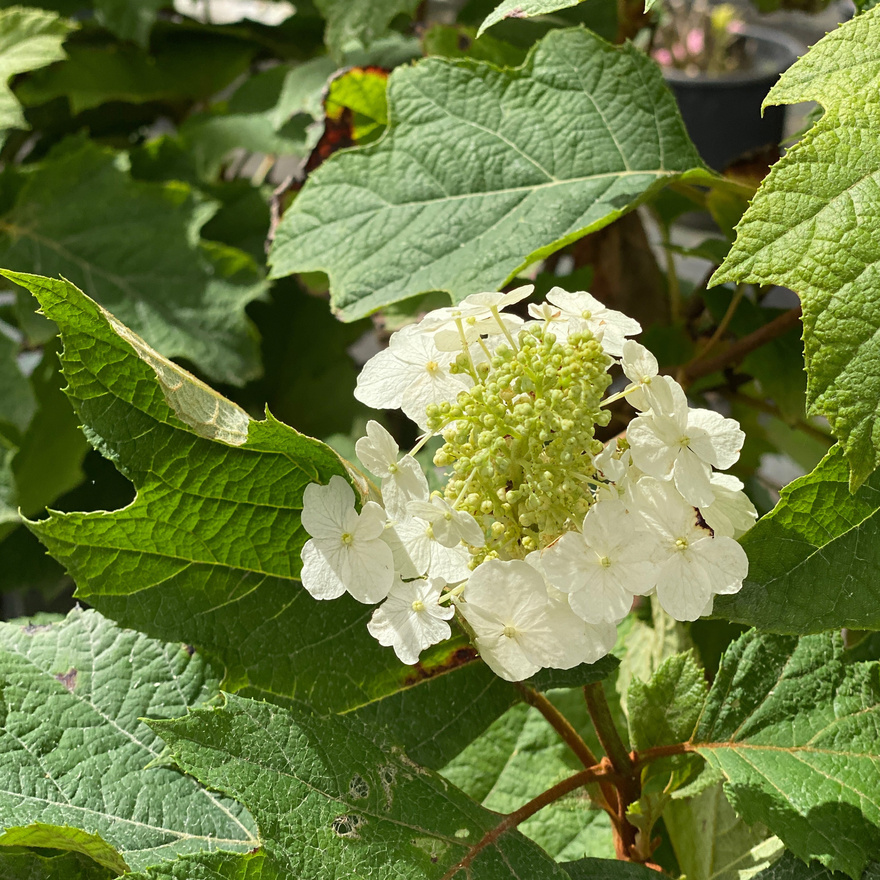 Ortensia - Hydrangea quercifolia (V18) - Greenshop