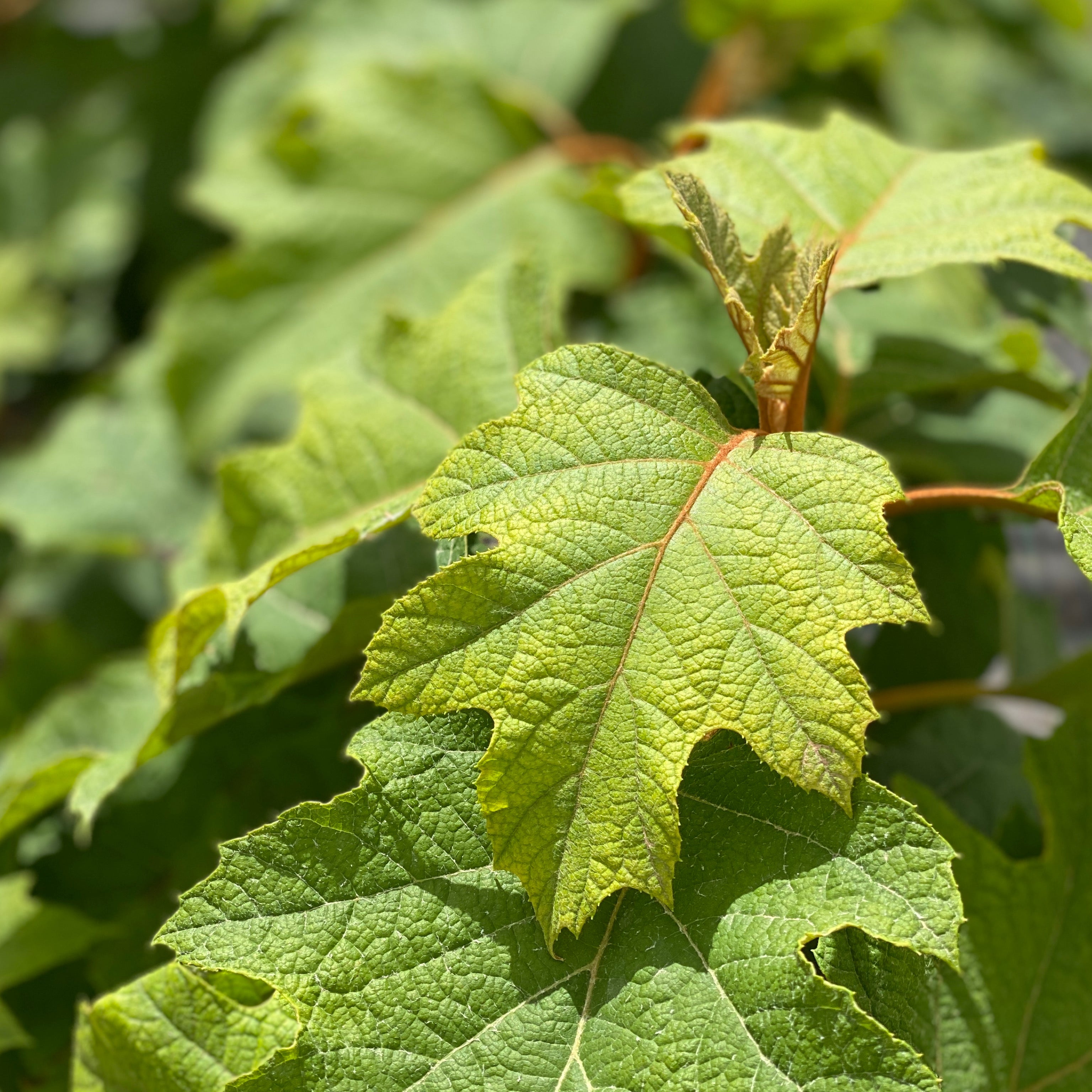 Ortensia - Hydrangea quercifolia (V18) - Greenshop