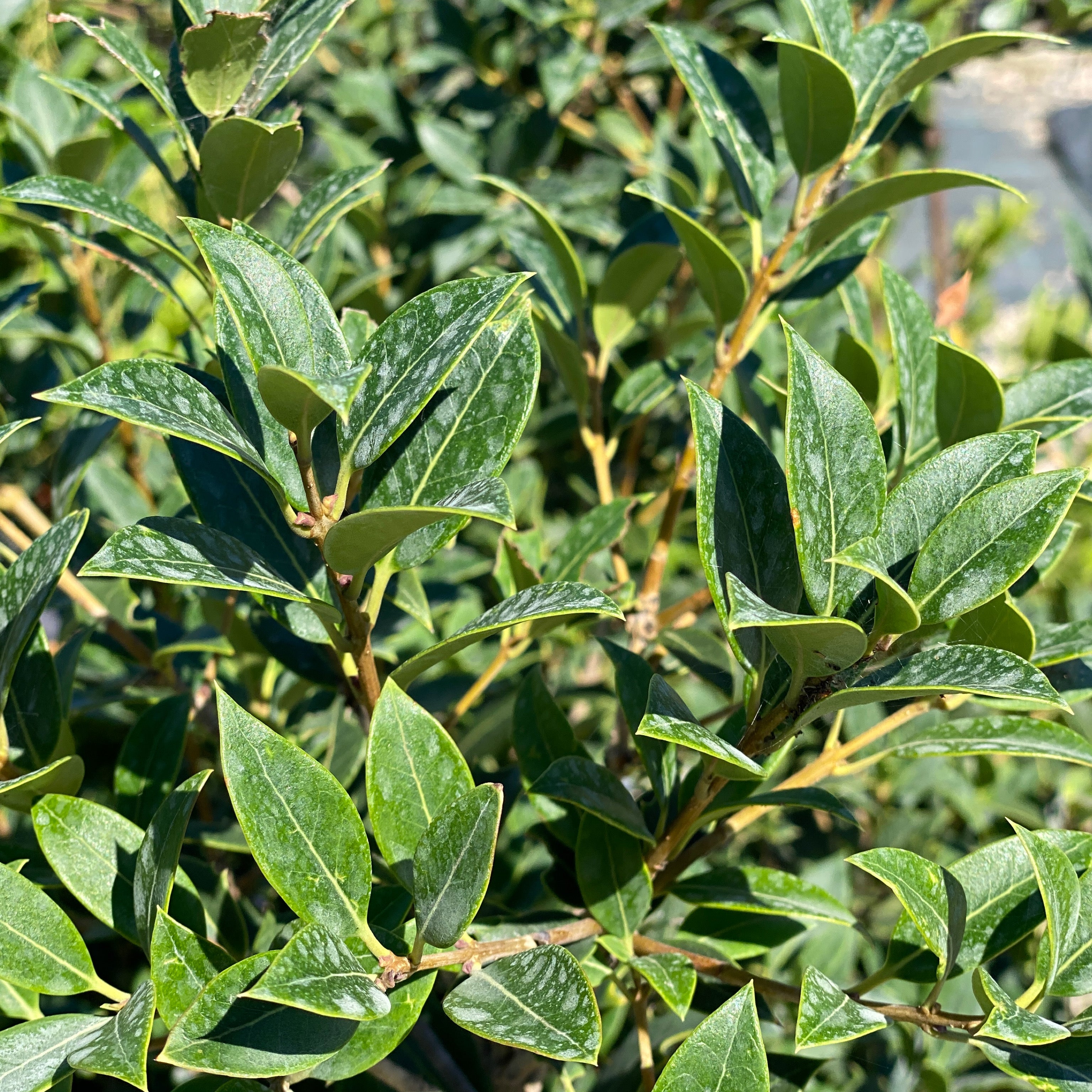 Osmanthus ilicifolius (V18) - Greenshop