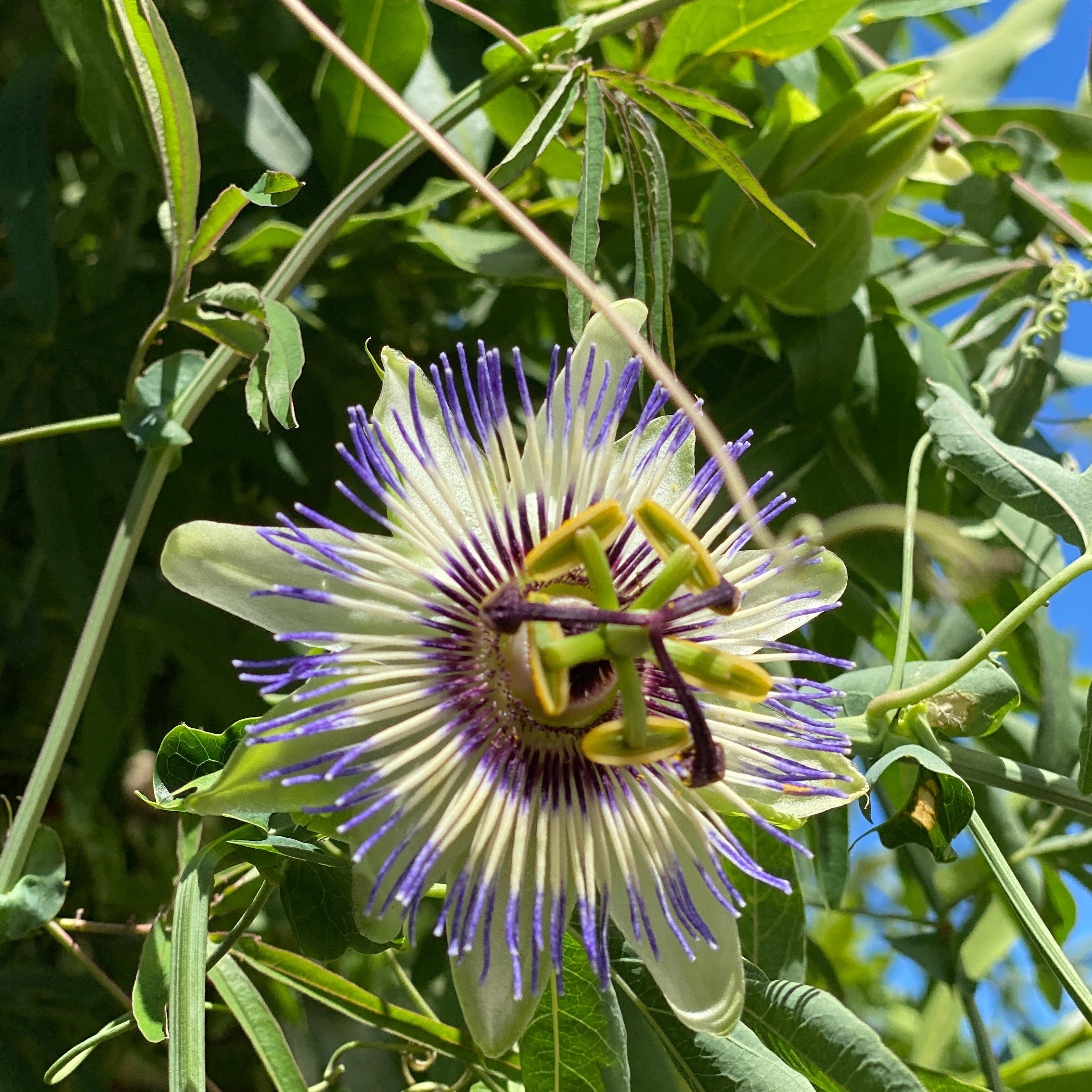 Passiflora cerula (V18) - Greenshop