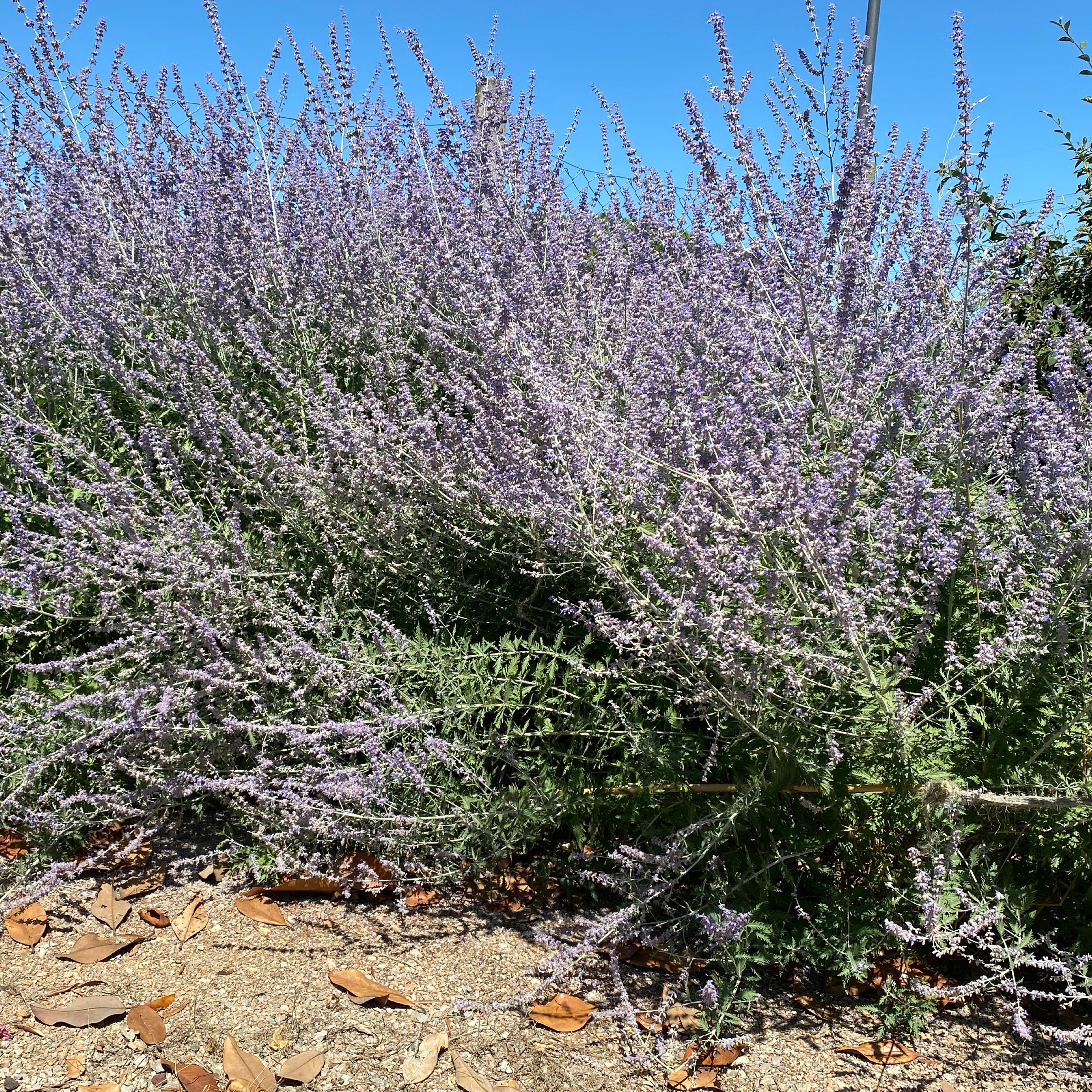 Perovskya - salvia russa( V18) - Greenshop