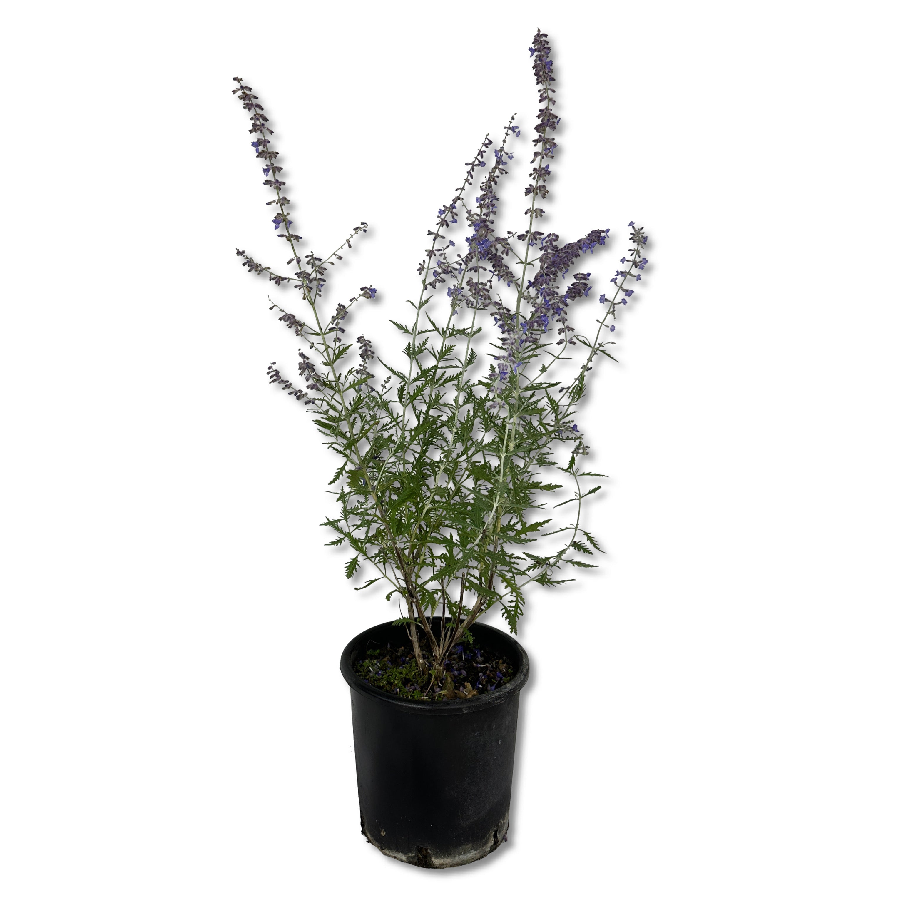 Perovskya - salvia russa( V18) - Greenshop