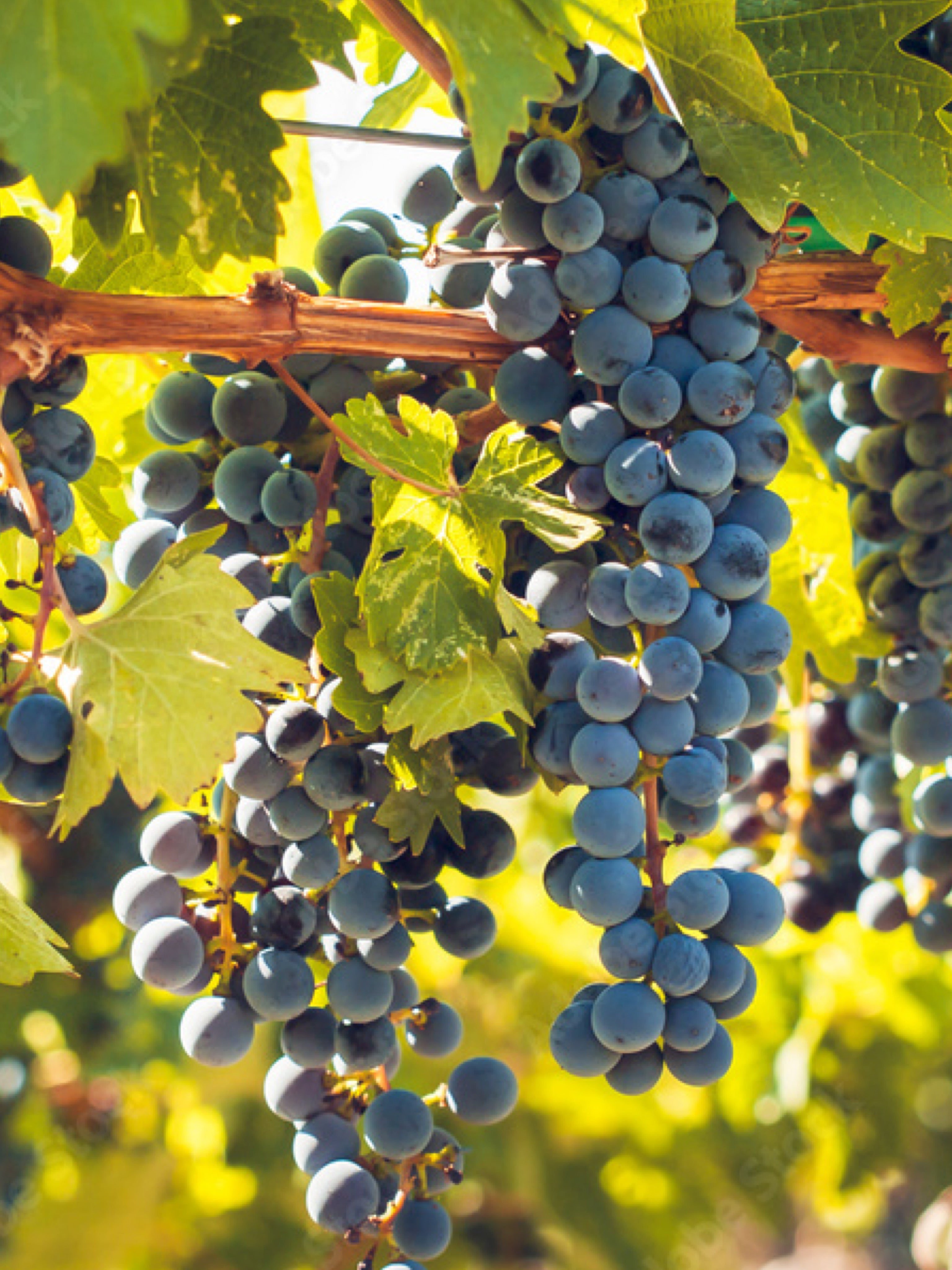 25pz - Barbatelle innestate - Greenshop