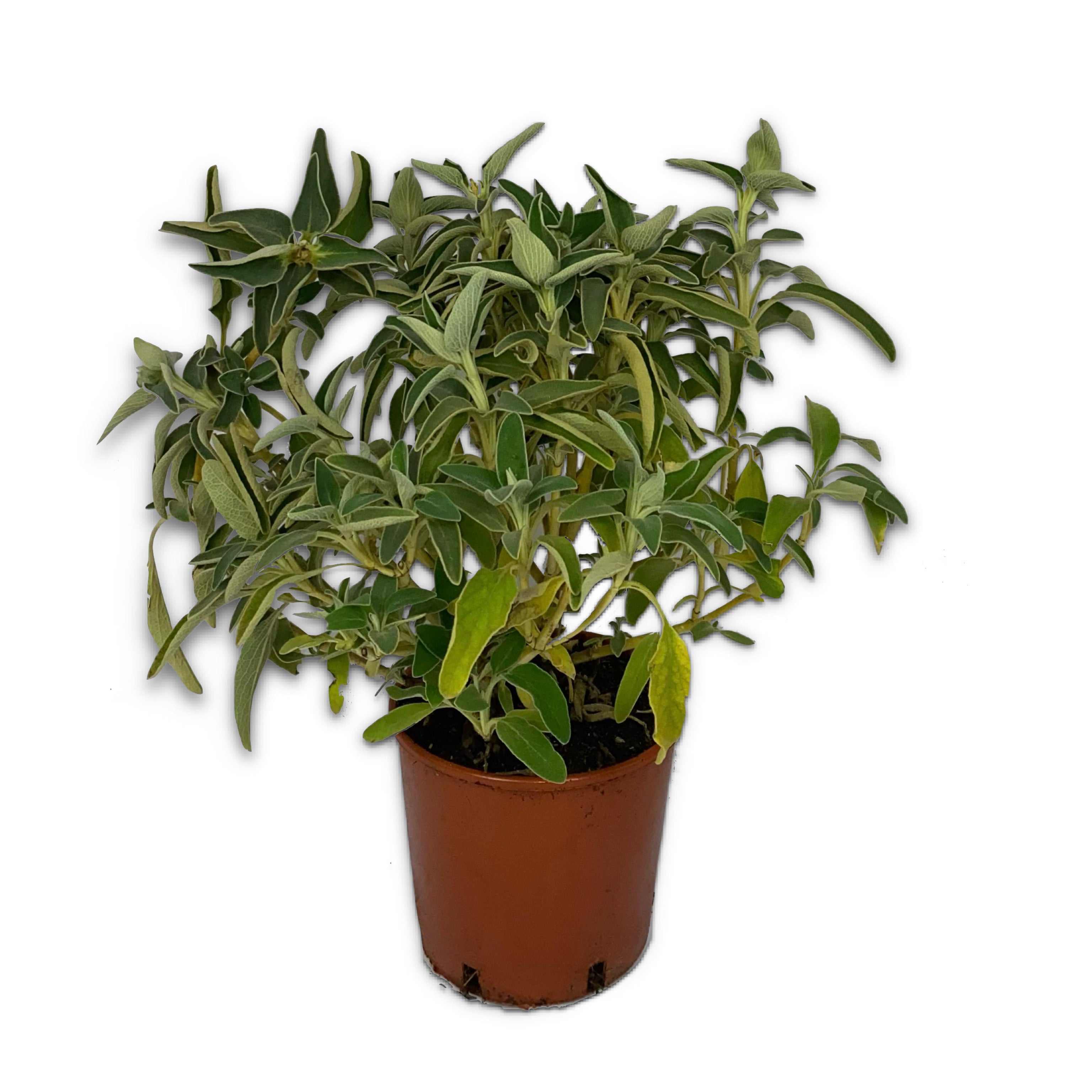 Phlomis (V18) - Greenshop