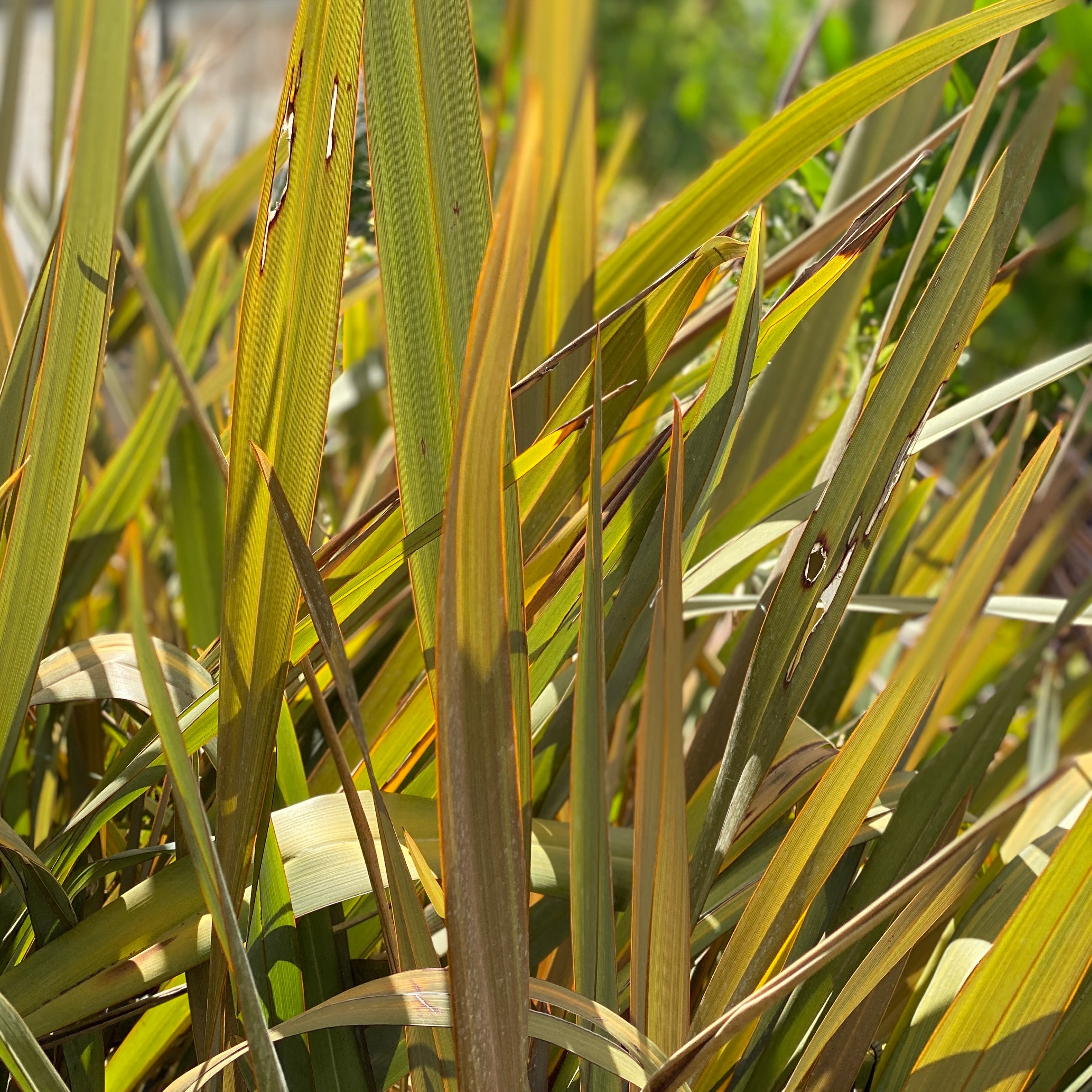 Phormium (V18) - Greenshop