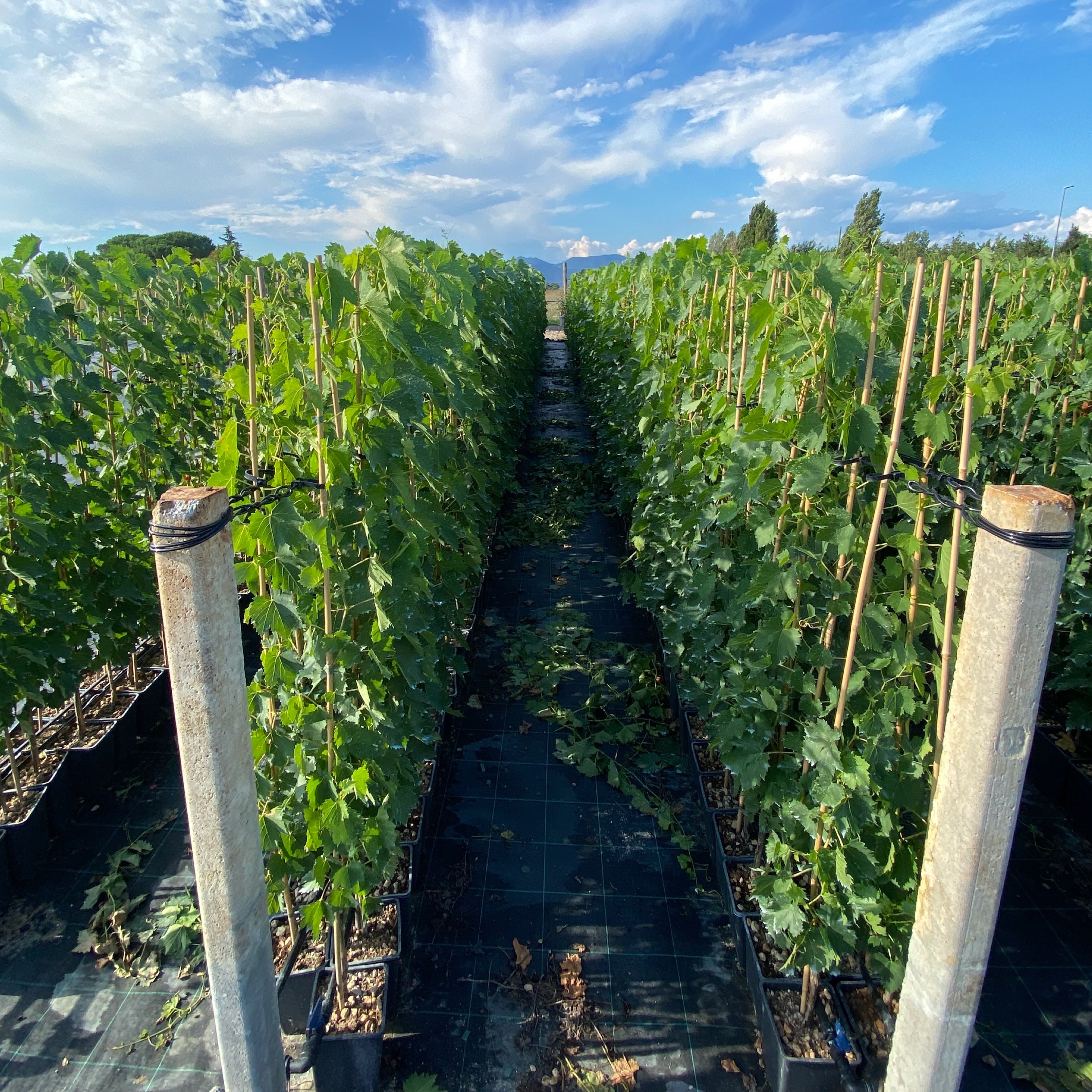 Pianta di vite in vaso (Barbatella innestata di 2 anni - altezza 150cm) - Greenshop