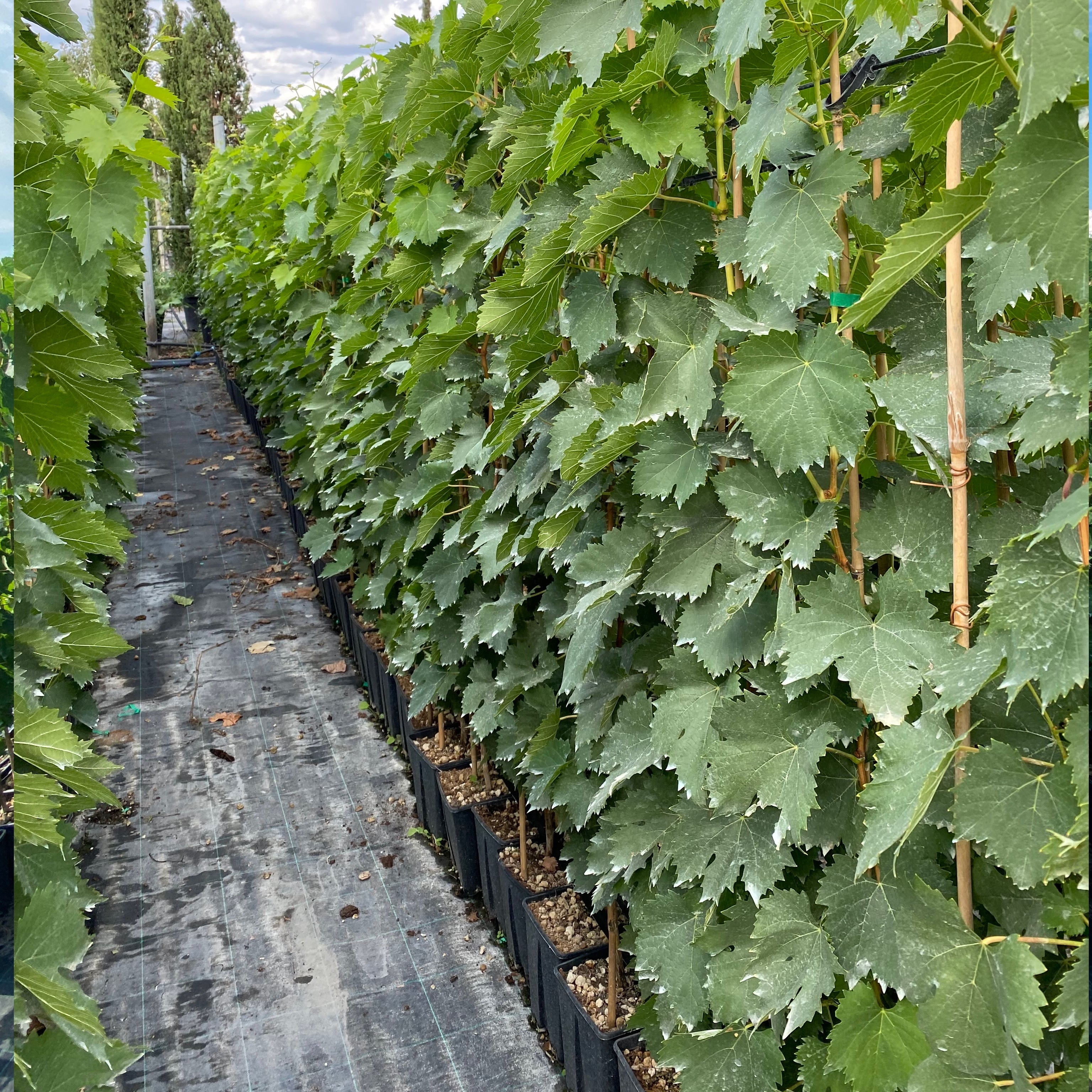 Pianta di vite in vaso (Barbatella innestata di 2 anni - altezza 150cm) - Greenshop