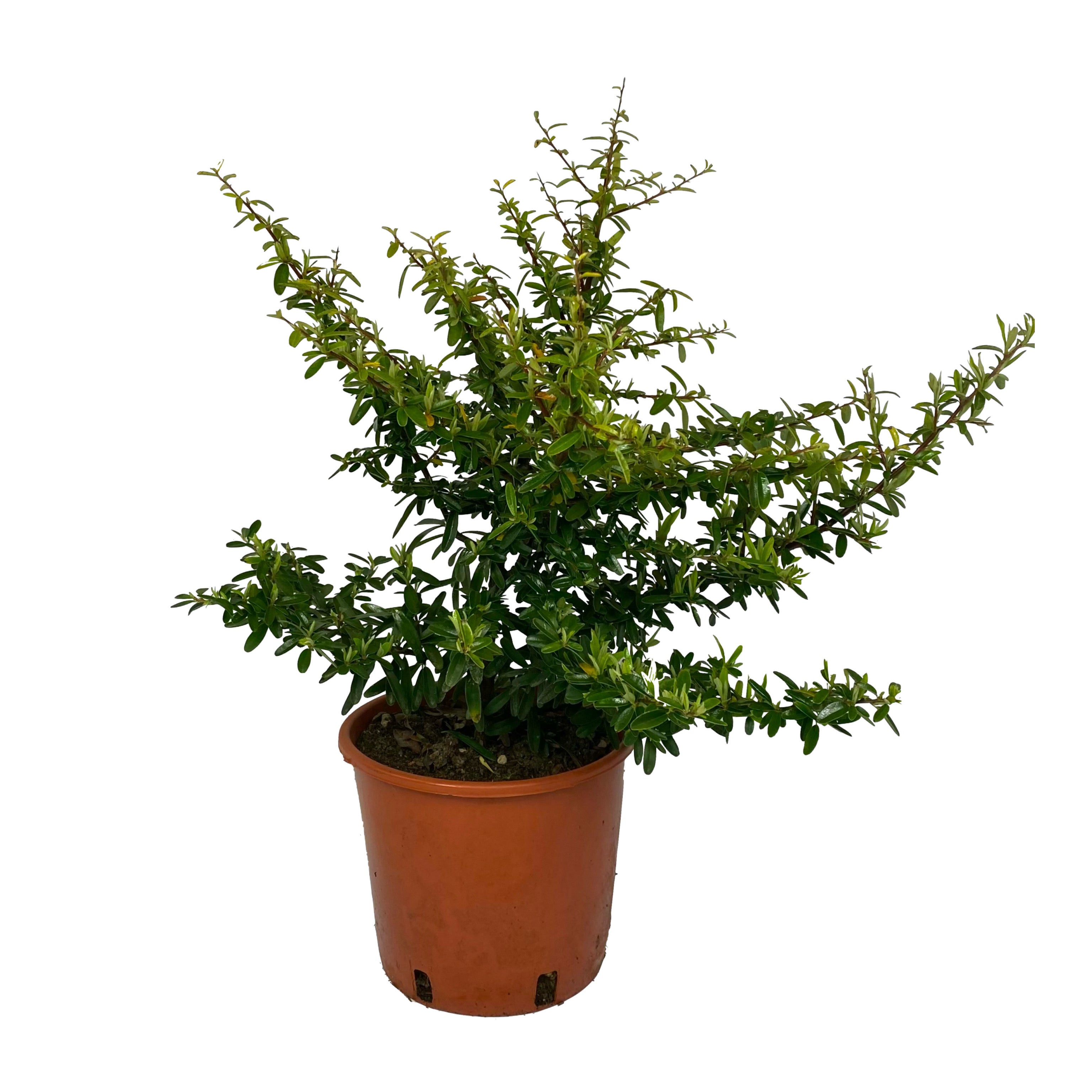 Pyracantha (V18) - Greenshop