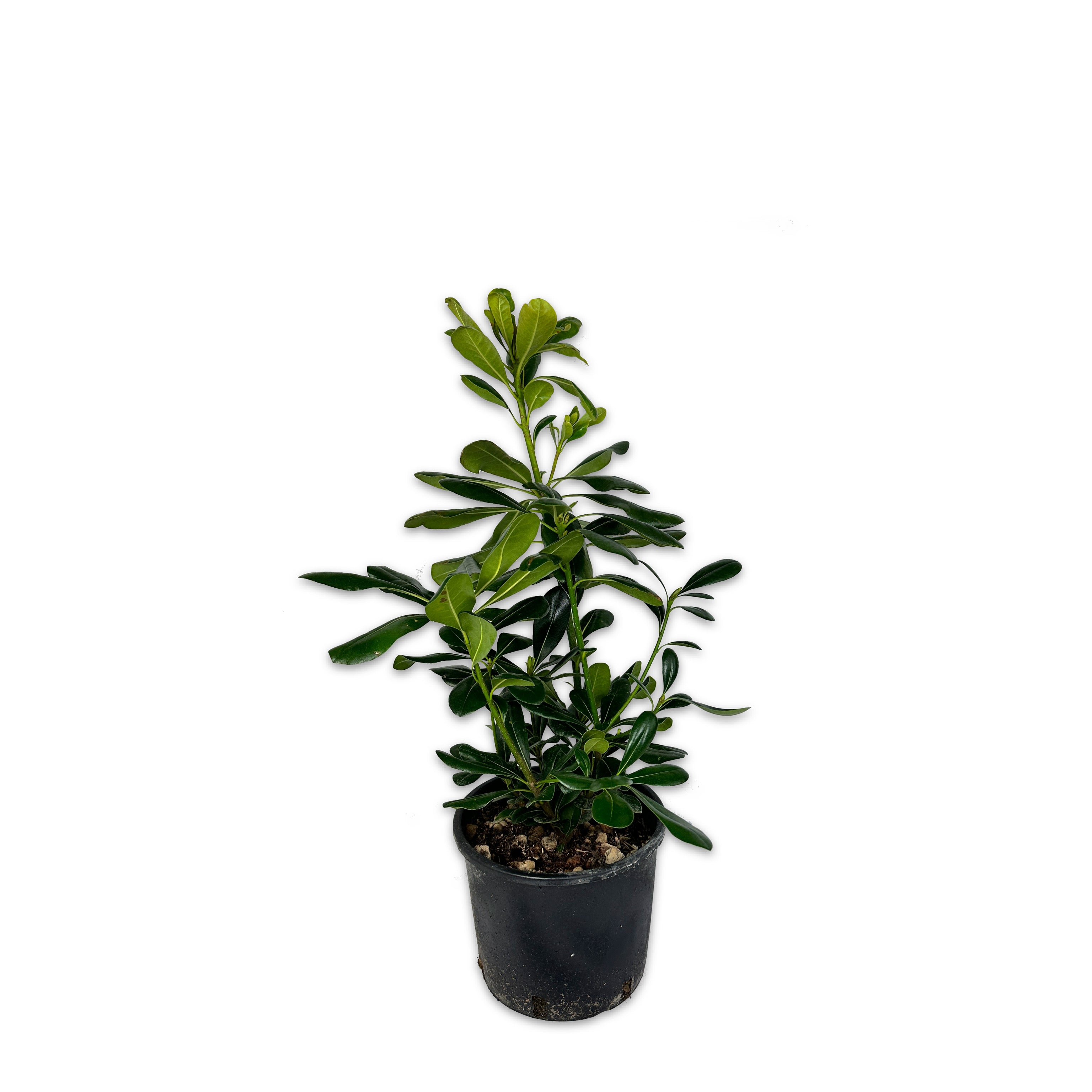 Pitosforo - Pittosporum tobira (V18) - Greenshop