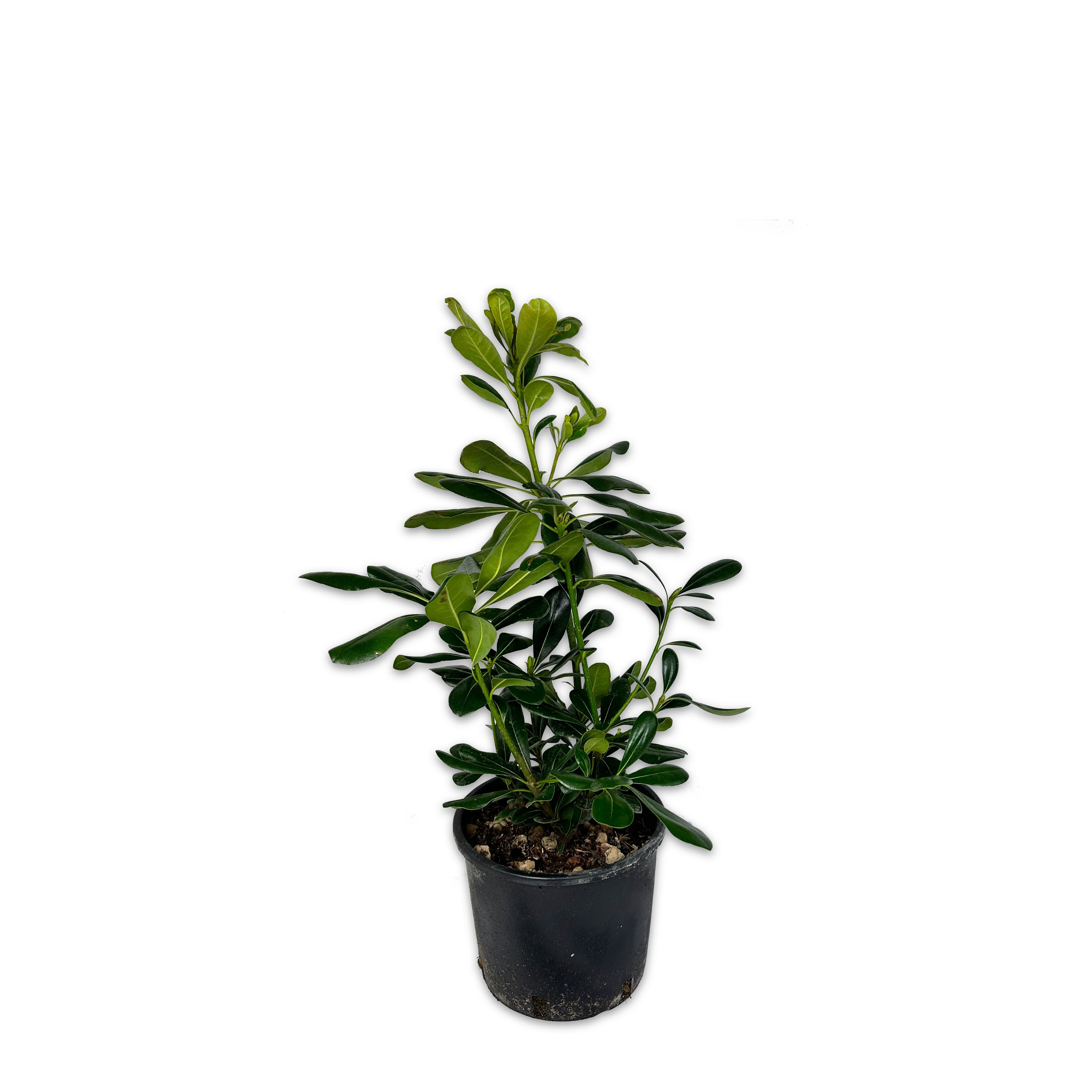 Pitosforo  - Pittosporum tobira (V18) - Greenshop