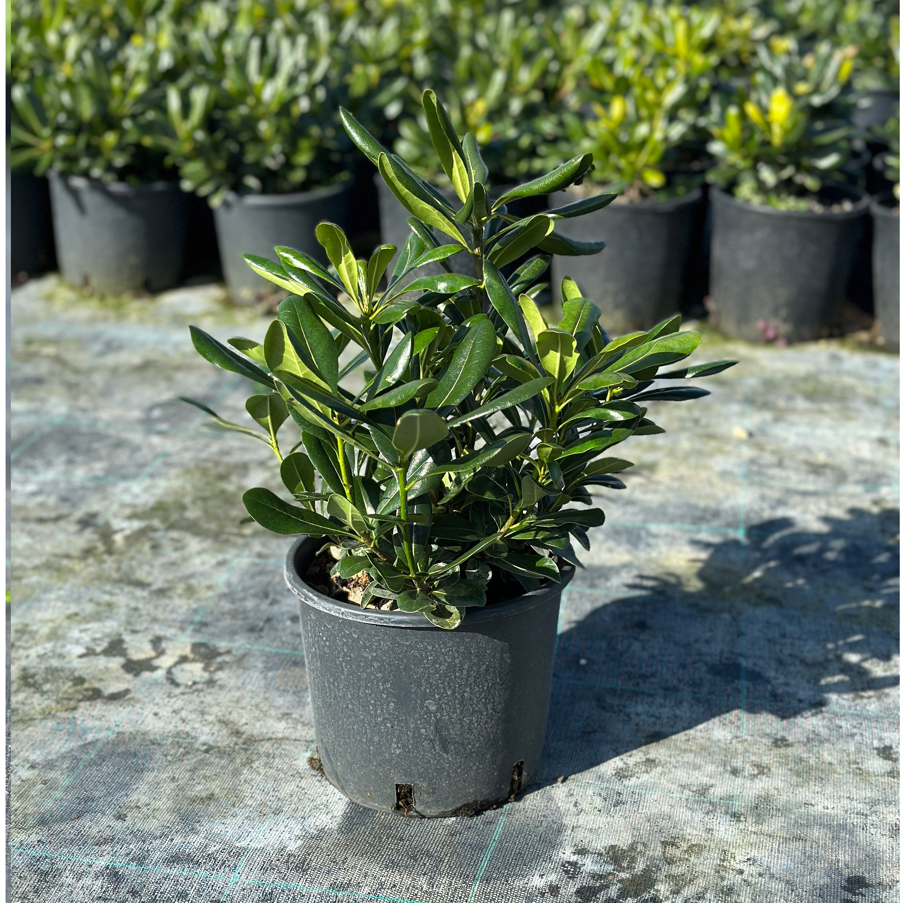 Pitosforo - Pittosporum tobira (V18) - Greenshop