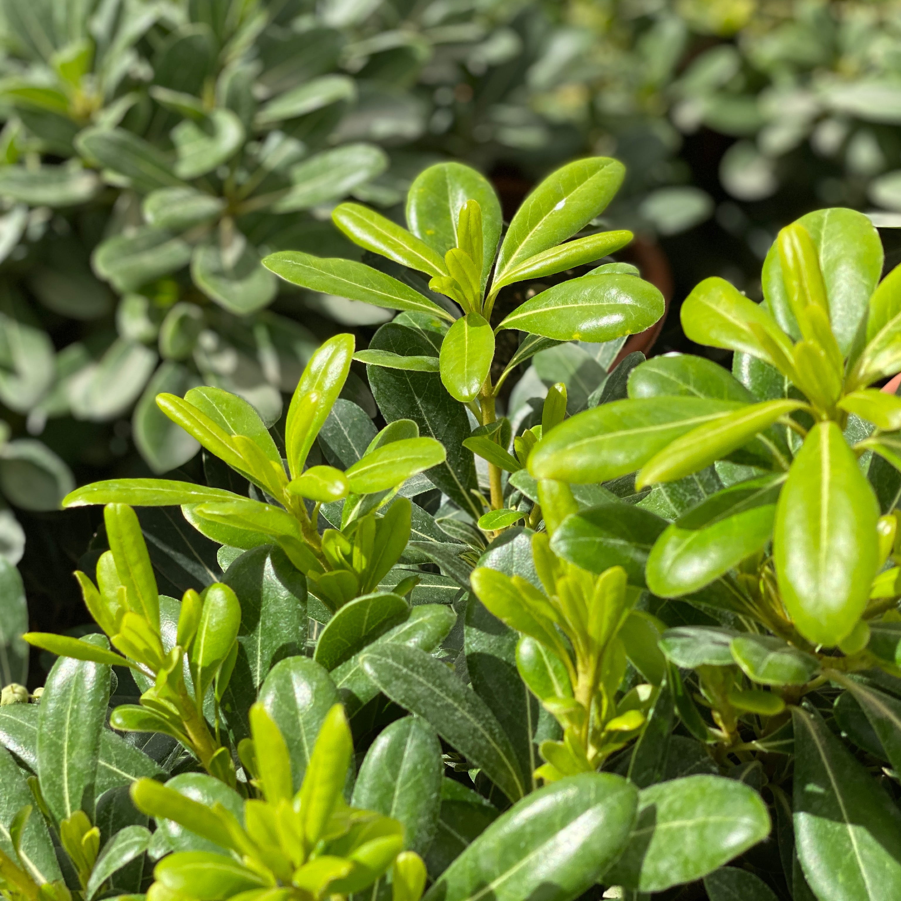 Pittosporum tobira nano (V18) - Greenshop
