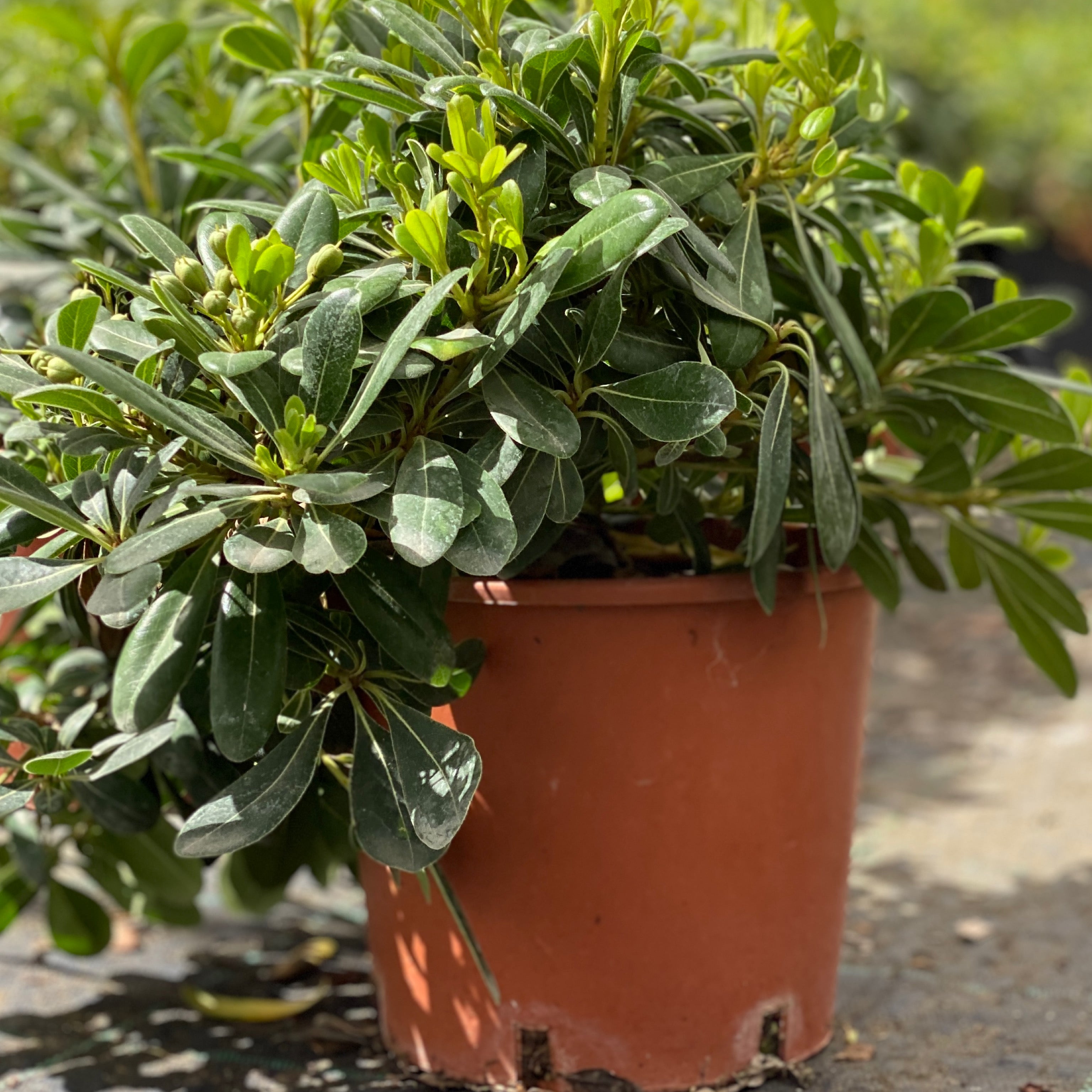 Pittosporum tobira nano (V18) - Greenshop