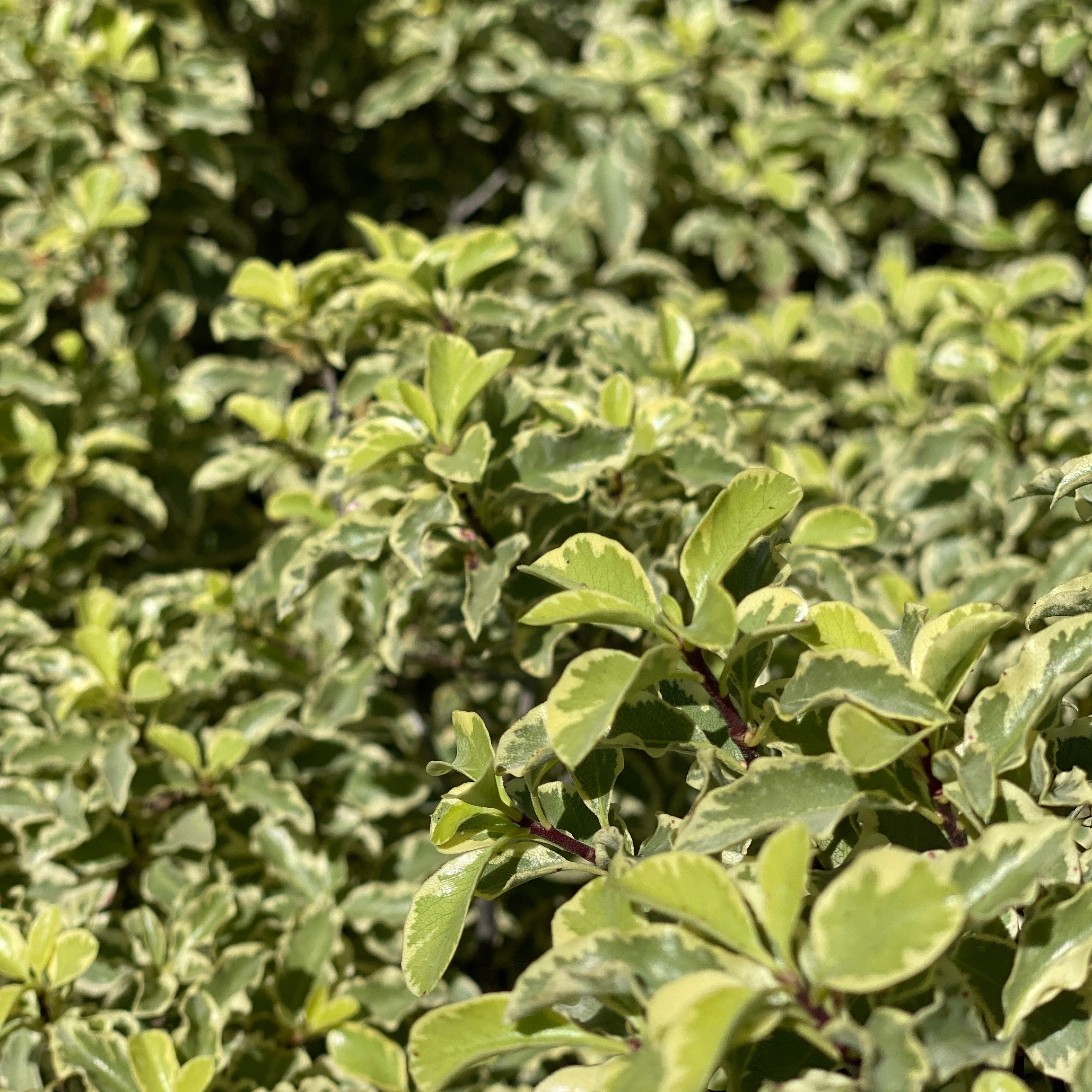 Pittosporum Sylver queen (V18) - Greenshop