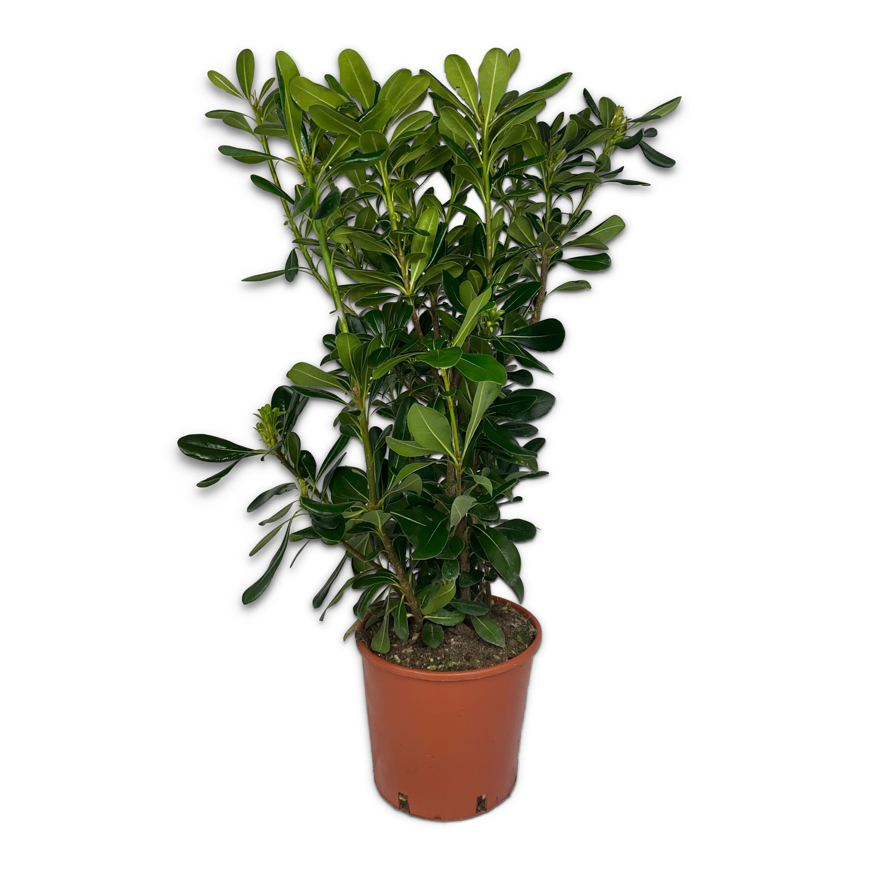 Pitosforo - Pittosporum tobira (V18) - Greenshop