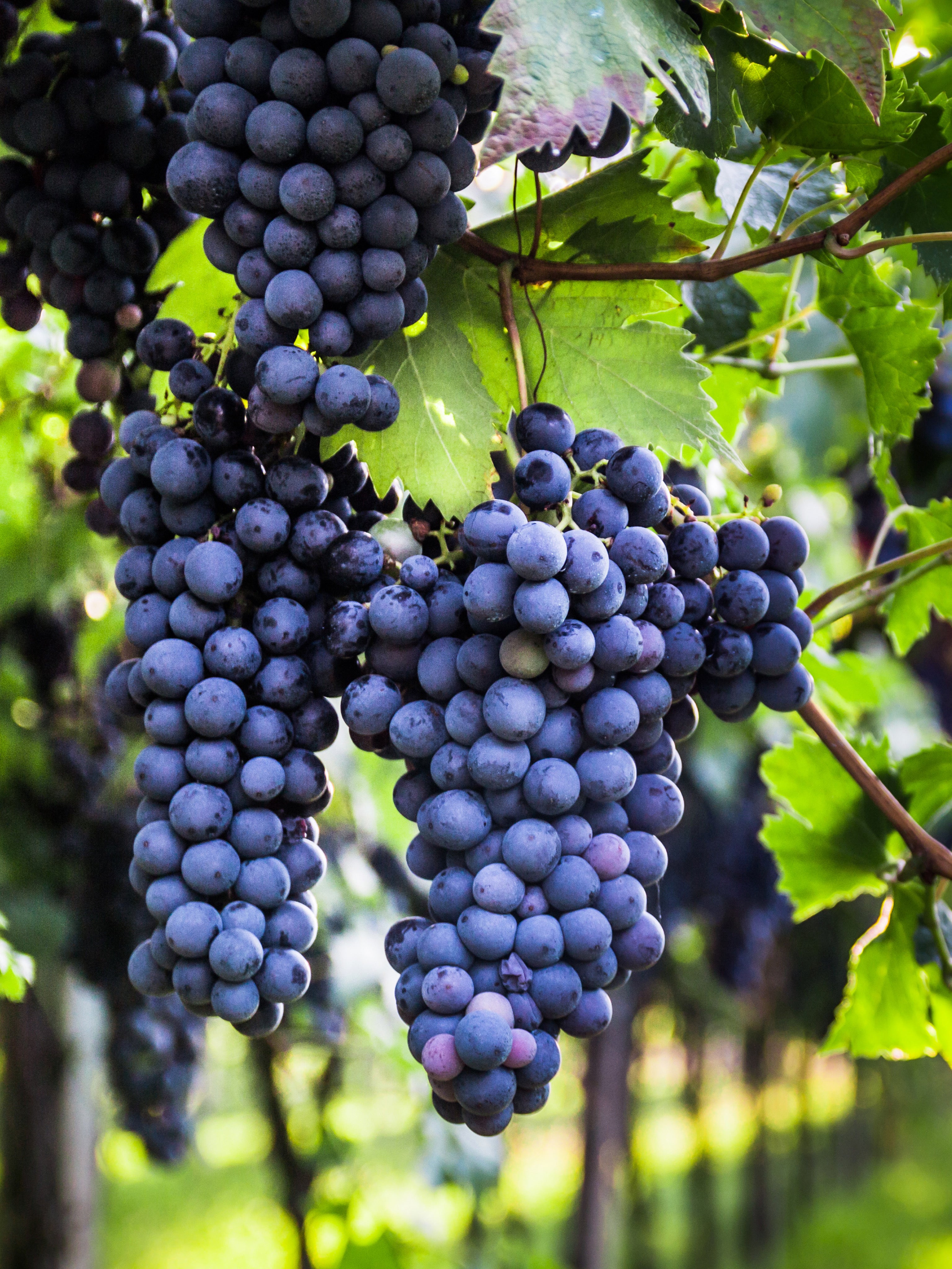 25pz - Barbatelle innestate - Greenshop