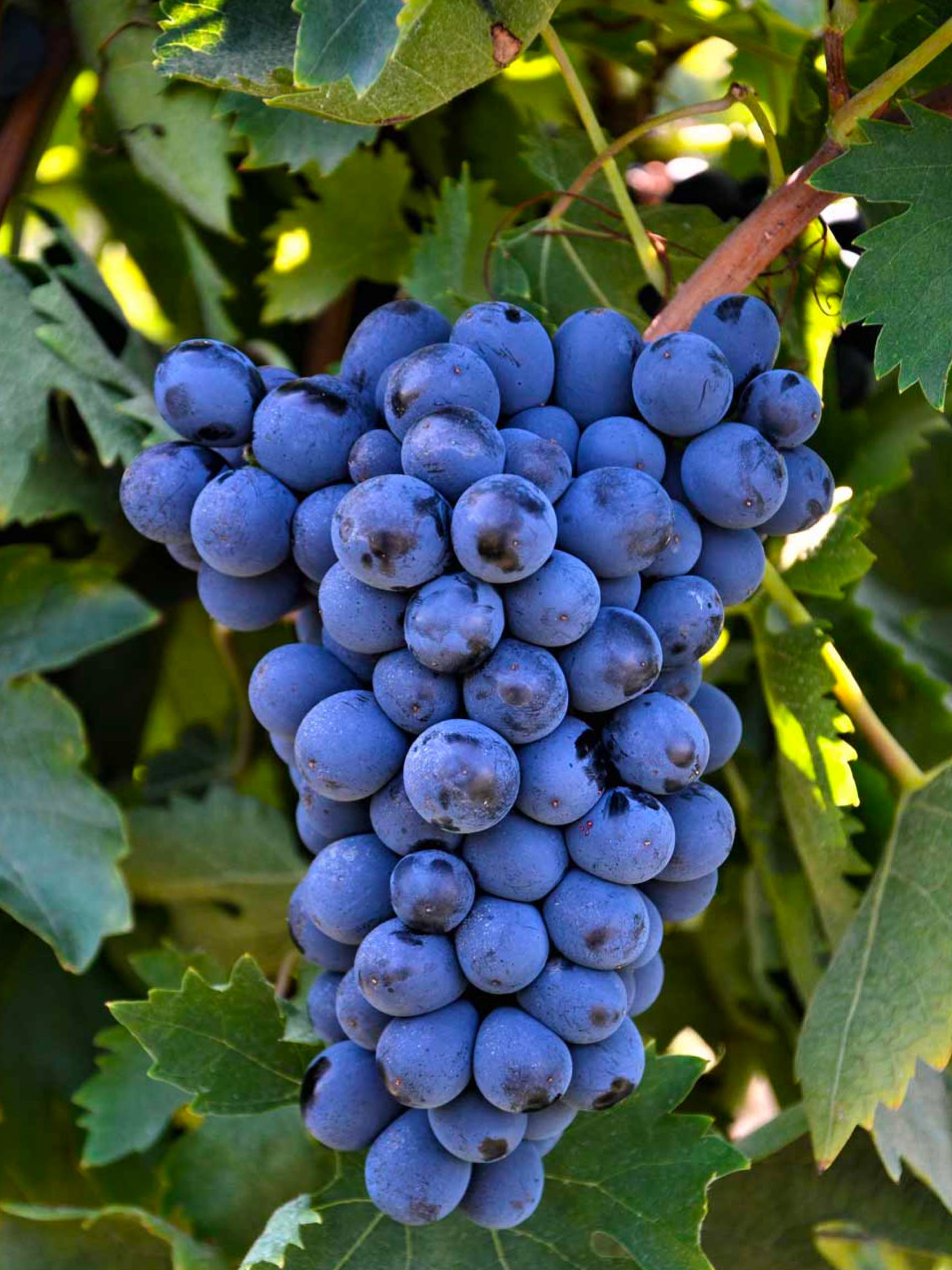 25pz - Barbatelle innestate - Greenshop