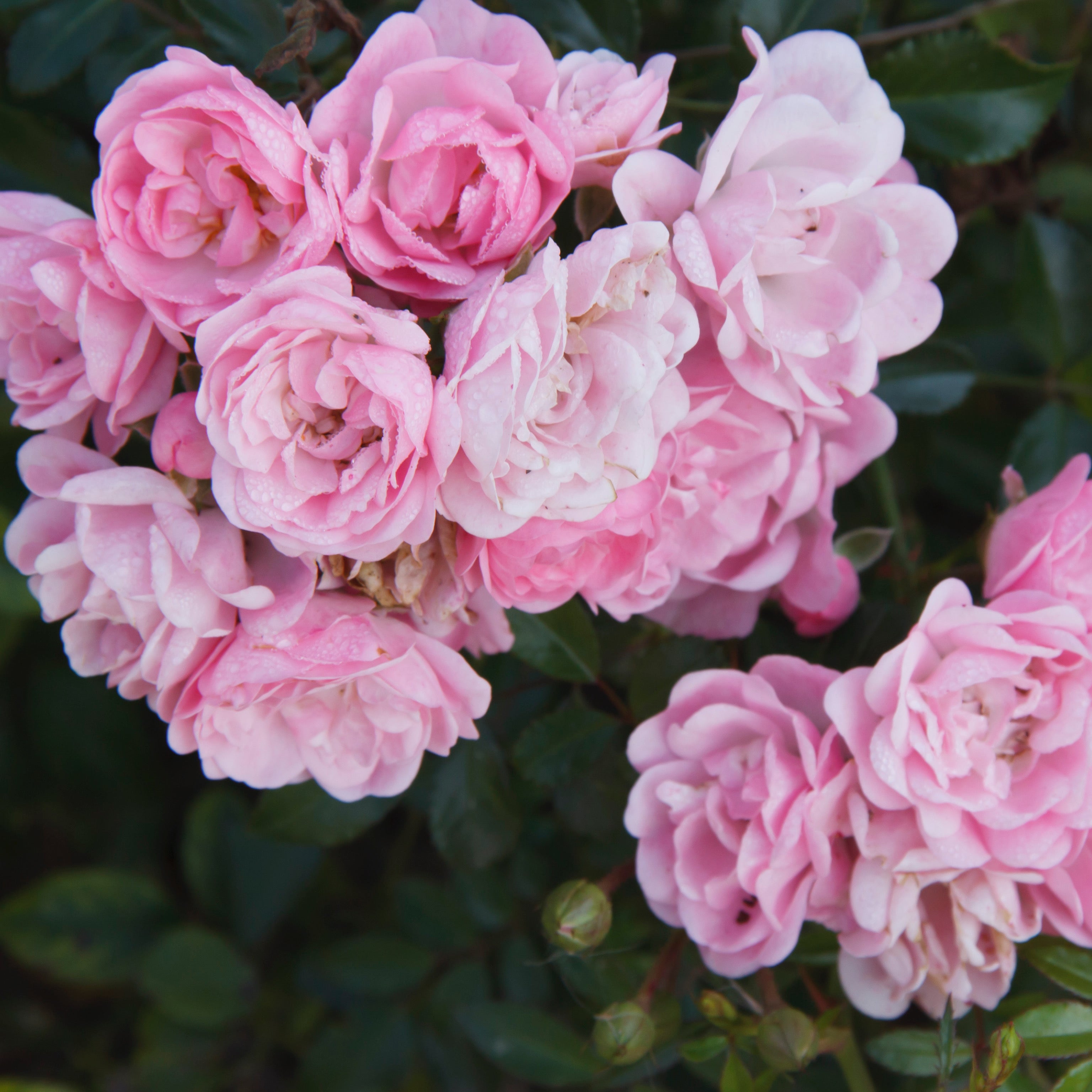 Rosa rosa chiaro - Greenshop
