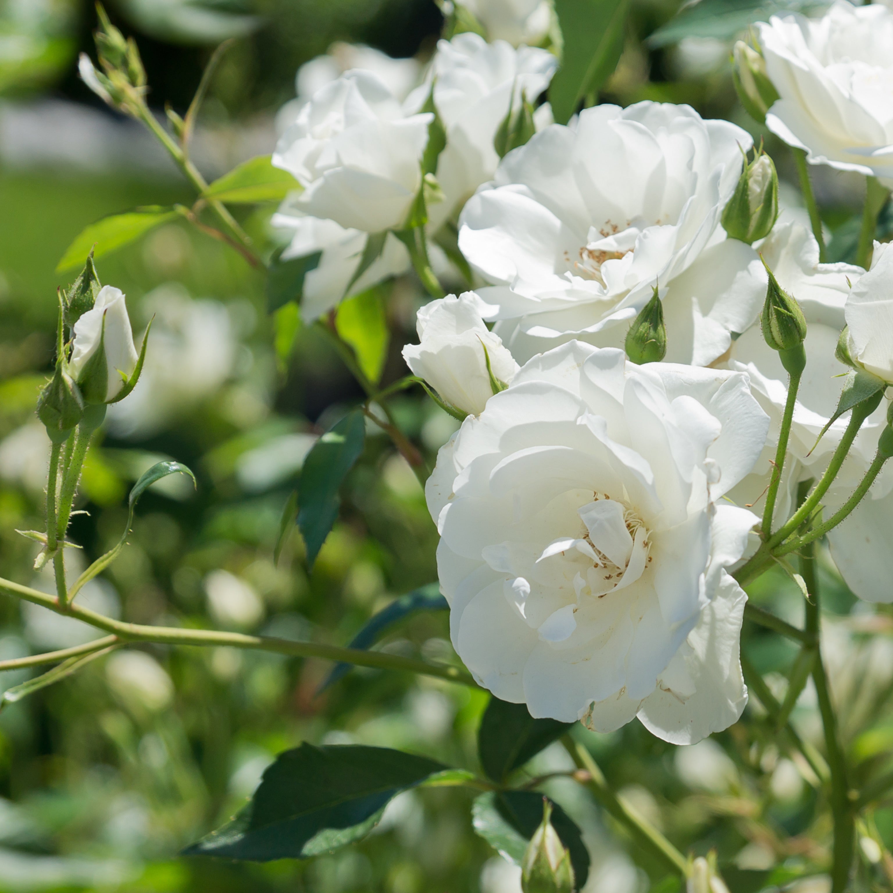 Rosa white - Greenshop