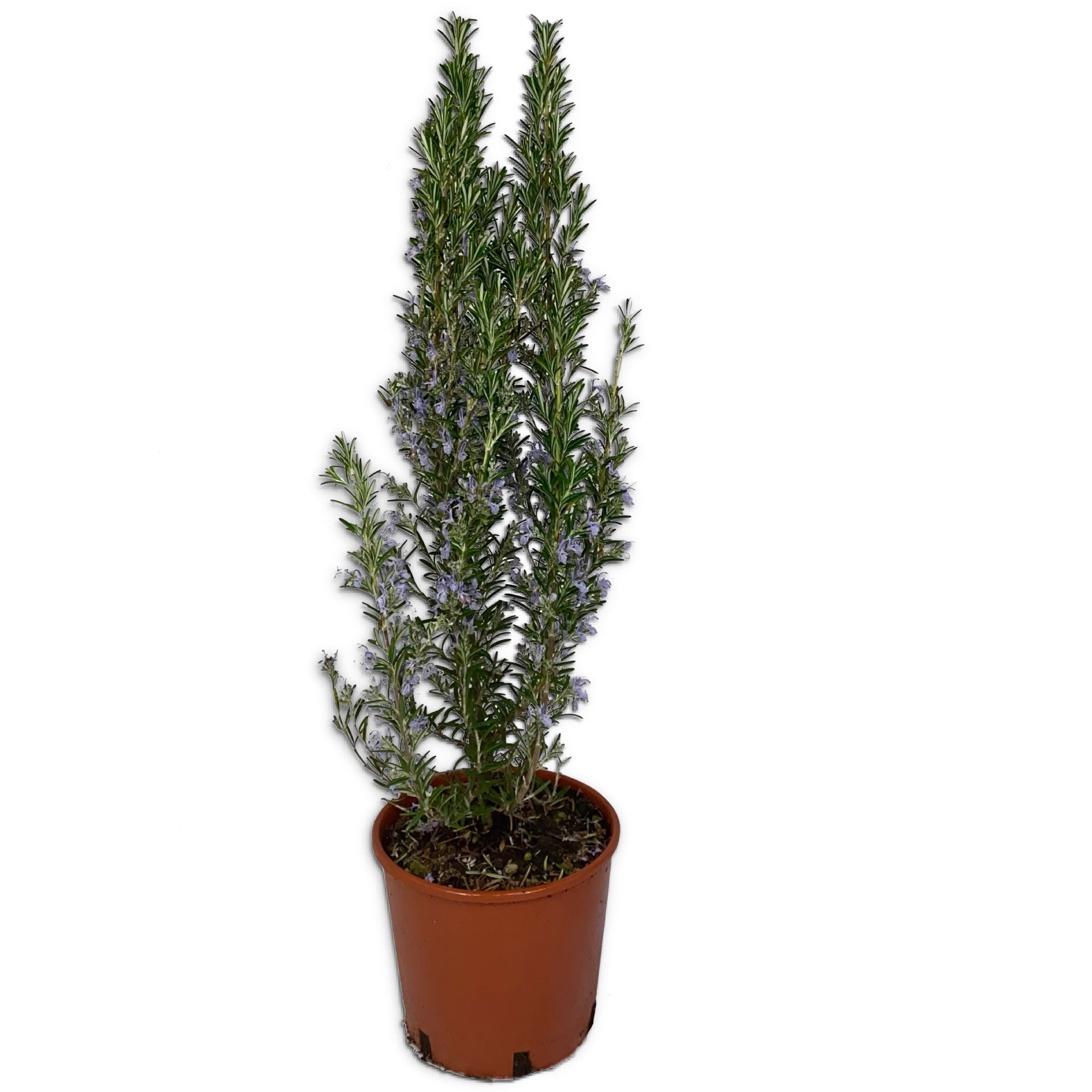 Rosmarino eretto - Rosmarino officinalis - Greenshop