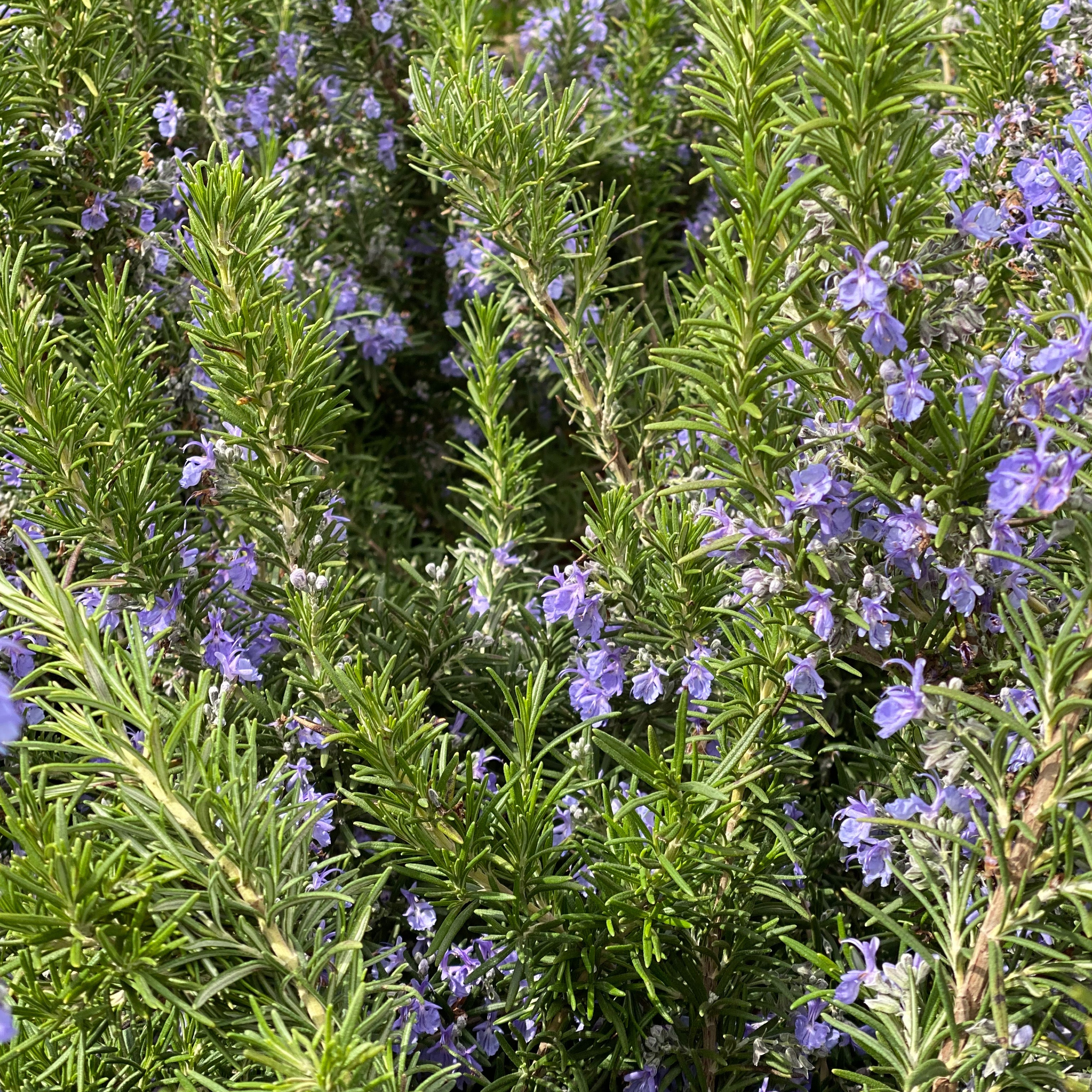Rosmarino eretto - Rosmarino officinalis - Greenshop