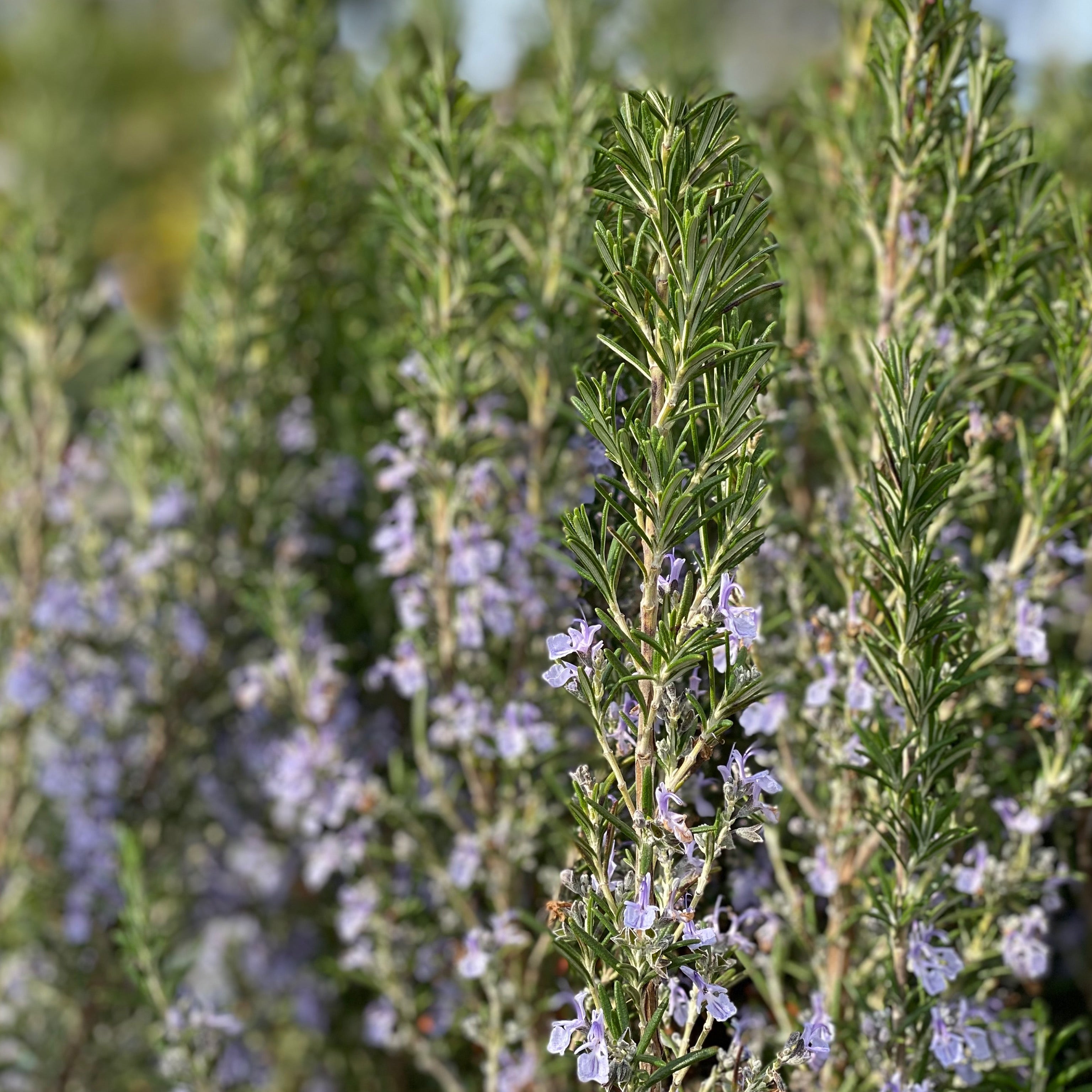 Rosmarino eretto - Rosmarino officinalis - Greenshop