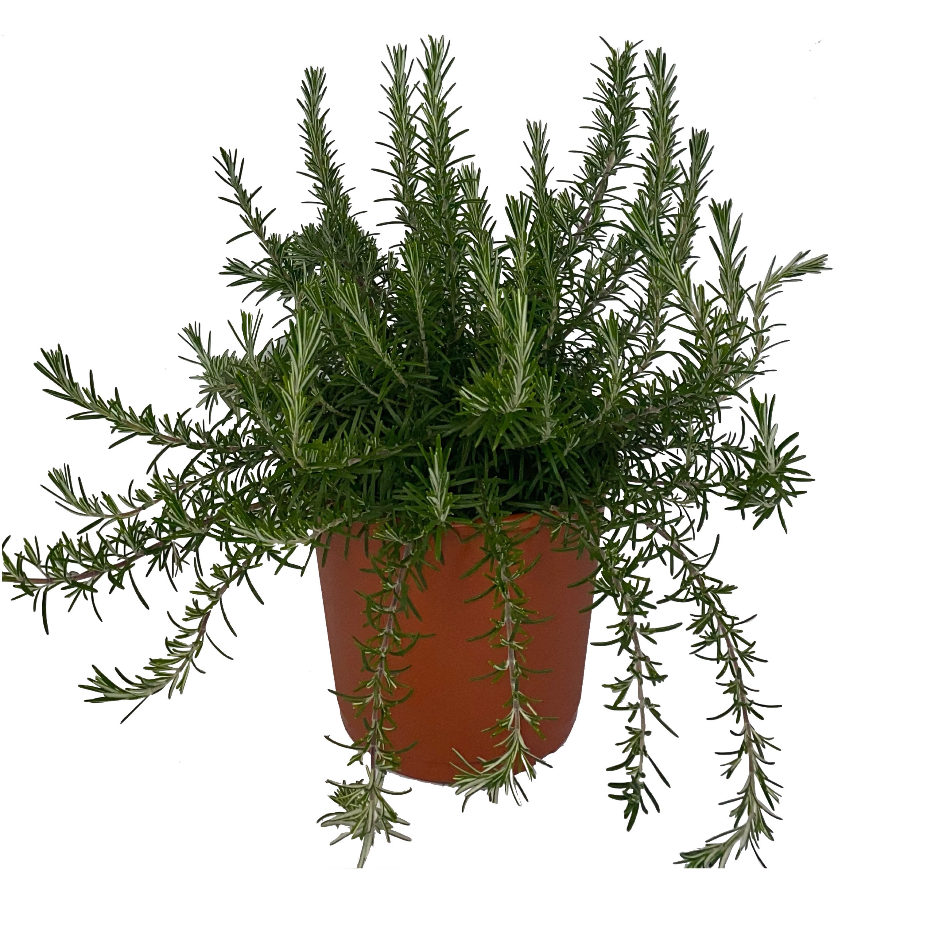 Rosmarino strisciante - rosmarino repens - Greenshop