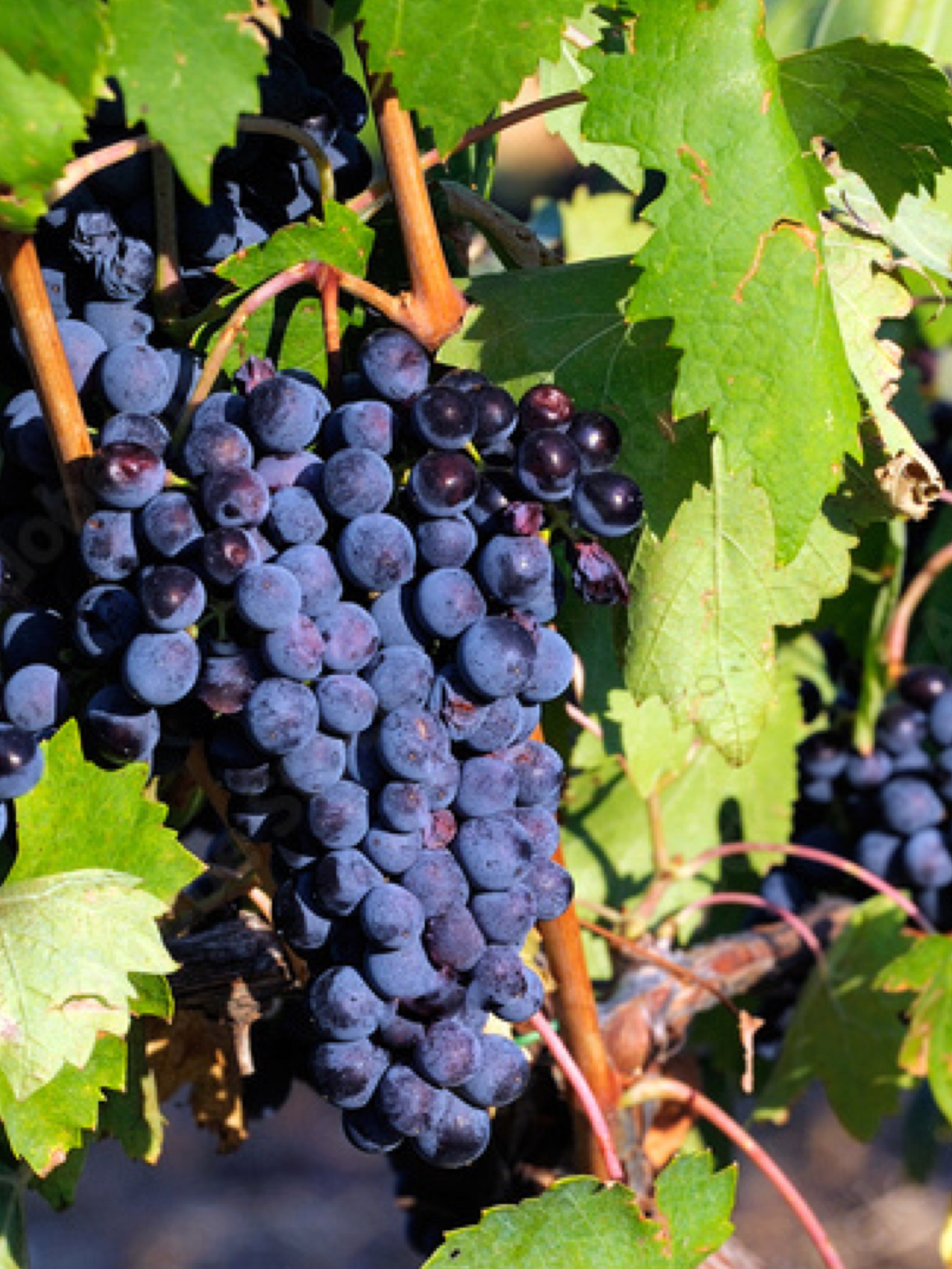 25pz - Barbatelle innestate - Greenshop