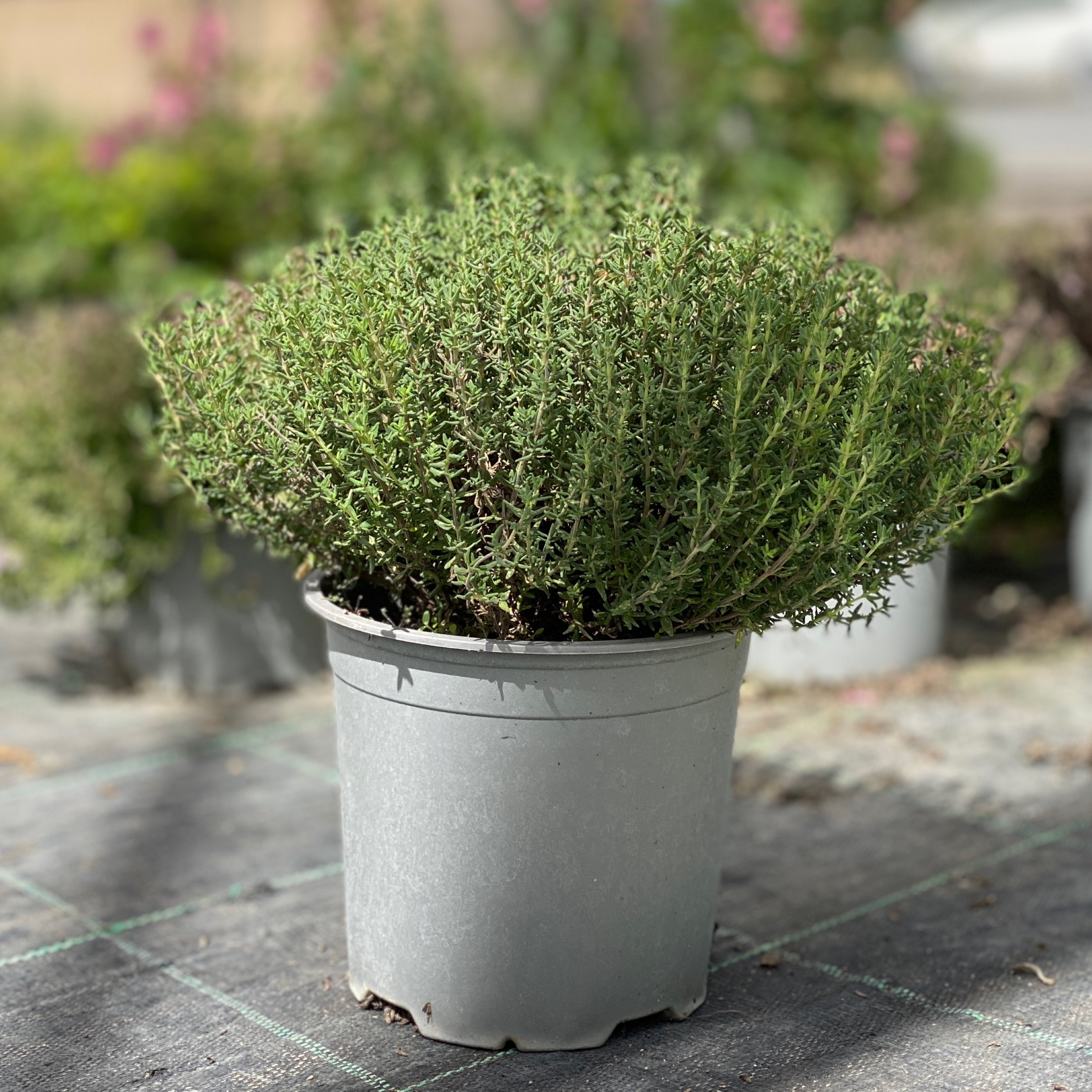 Timo - Thymus officinalis (V14) - Greenshop