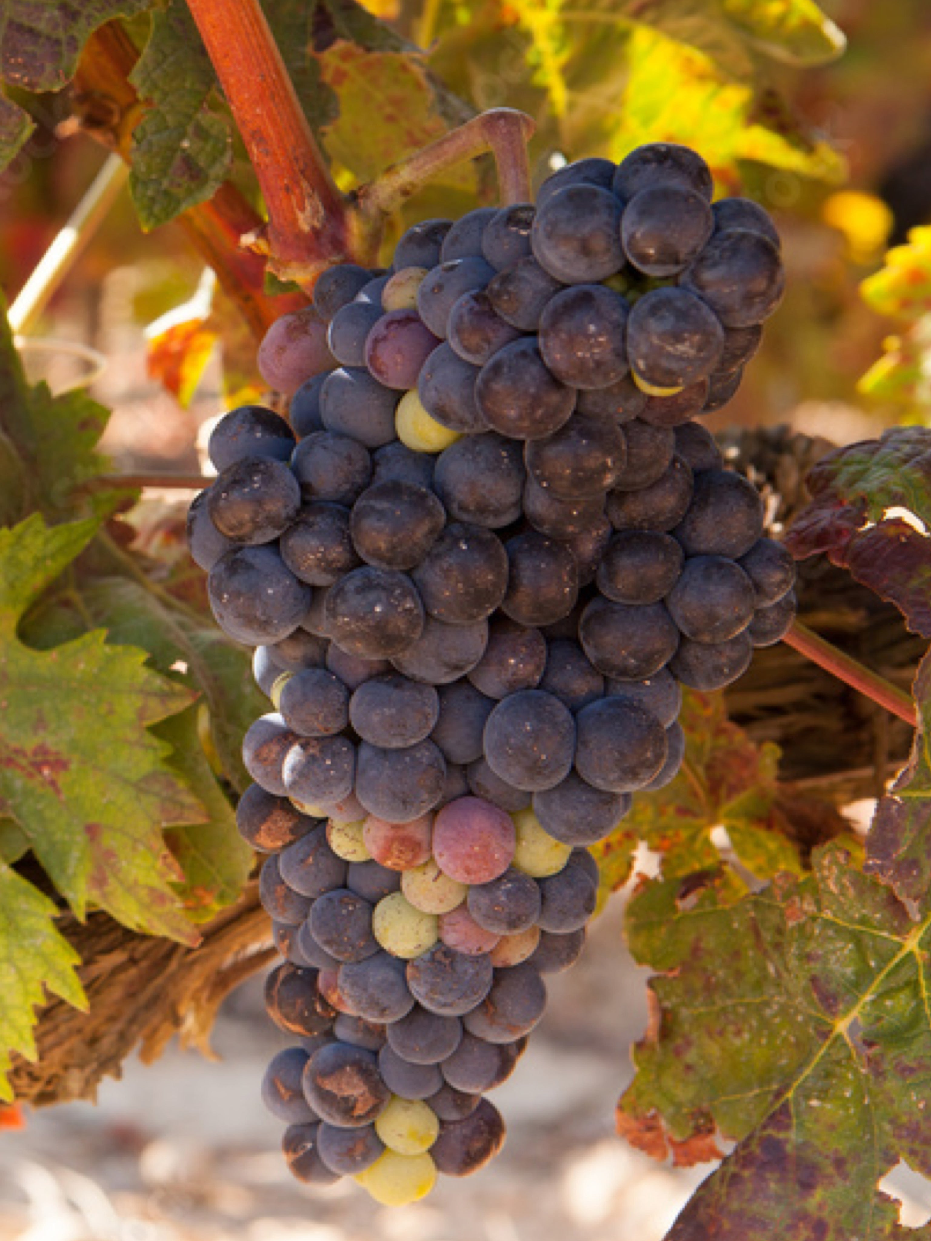 25pz - Barbatelle innestate - Greenshop