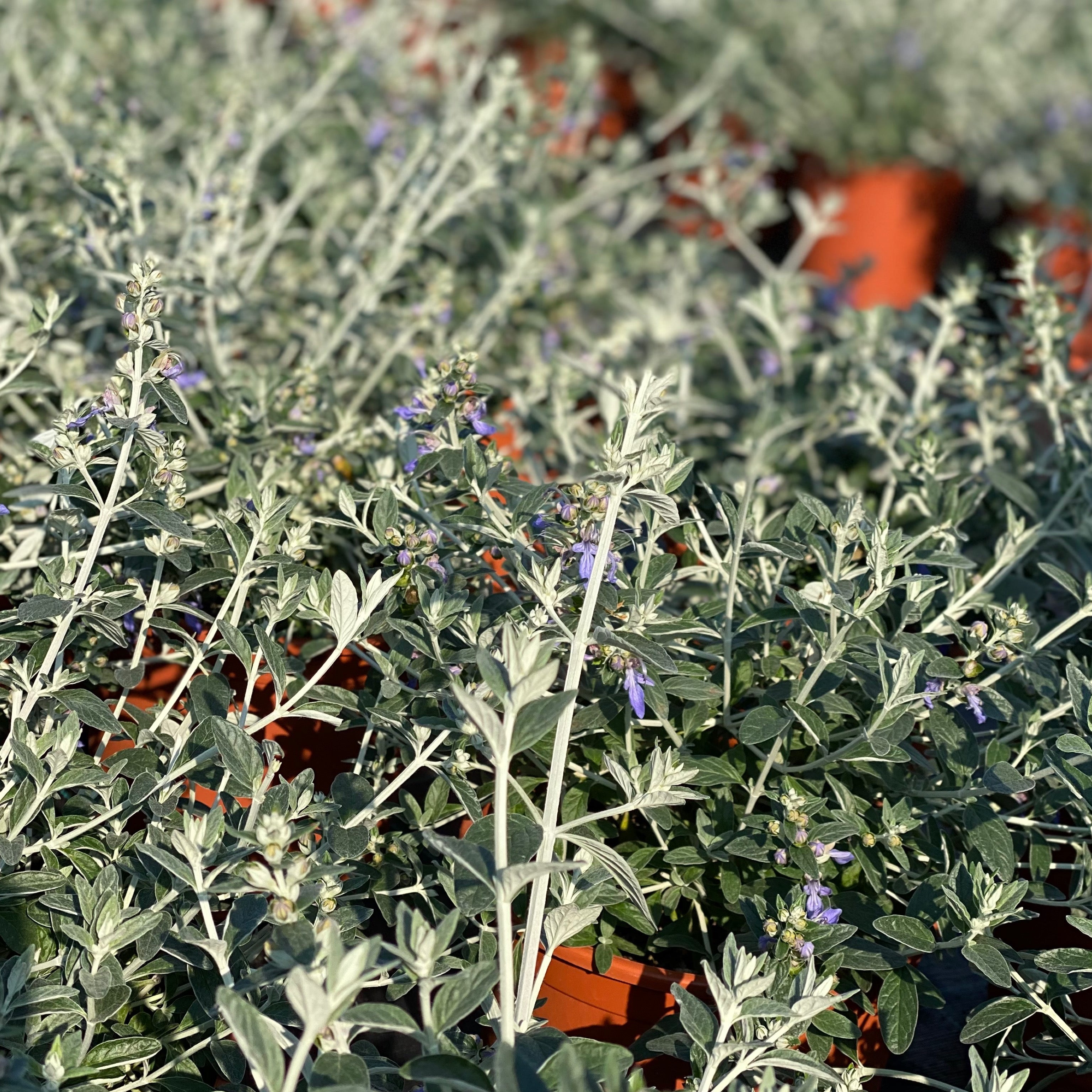 Teucrium azureum (V18) - Greenshop