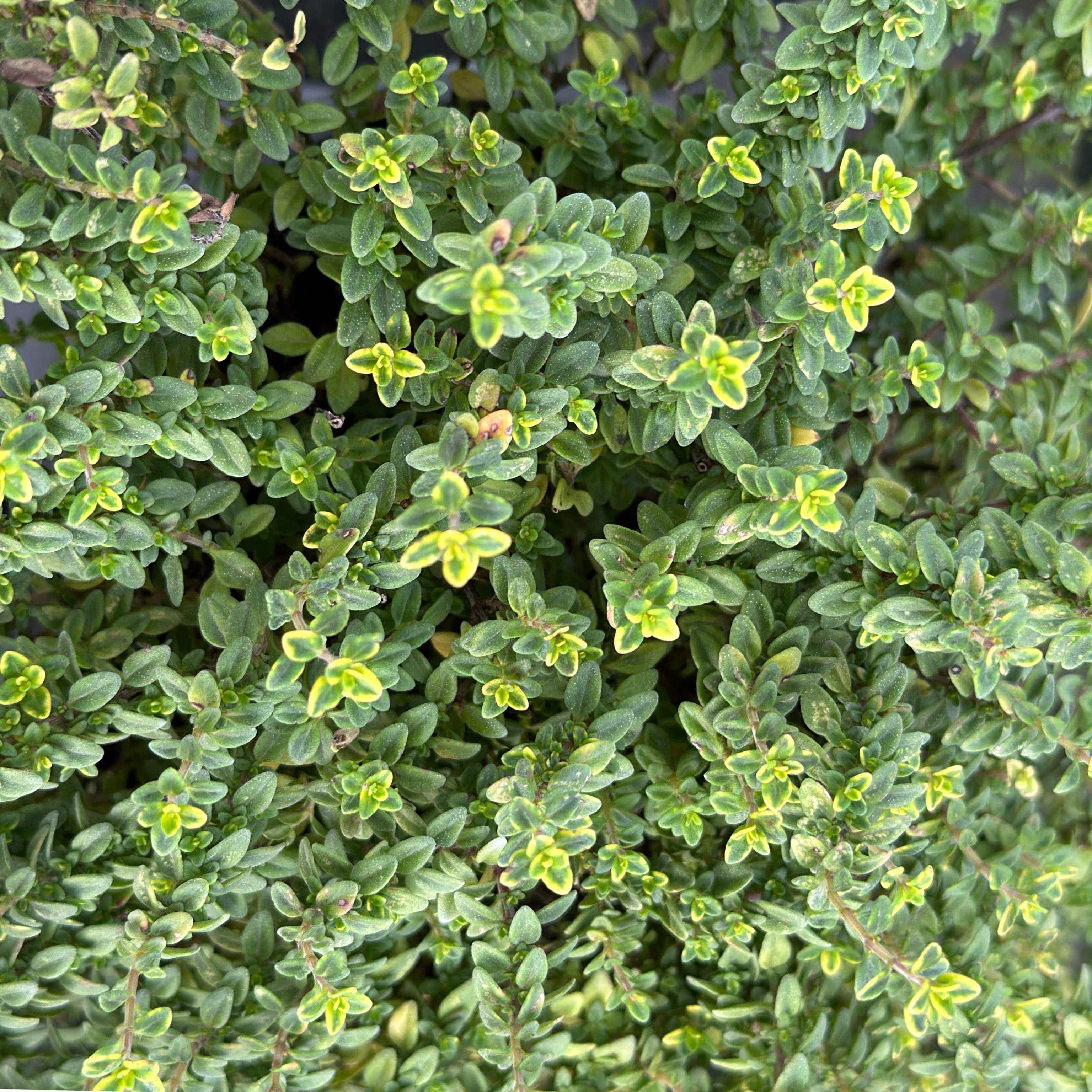 Timo variegato- Thymus (V14) - Greenshop