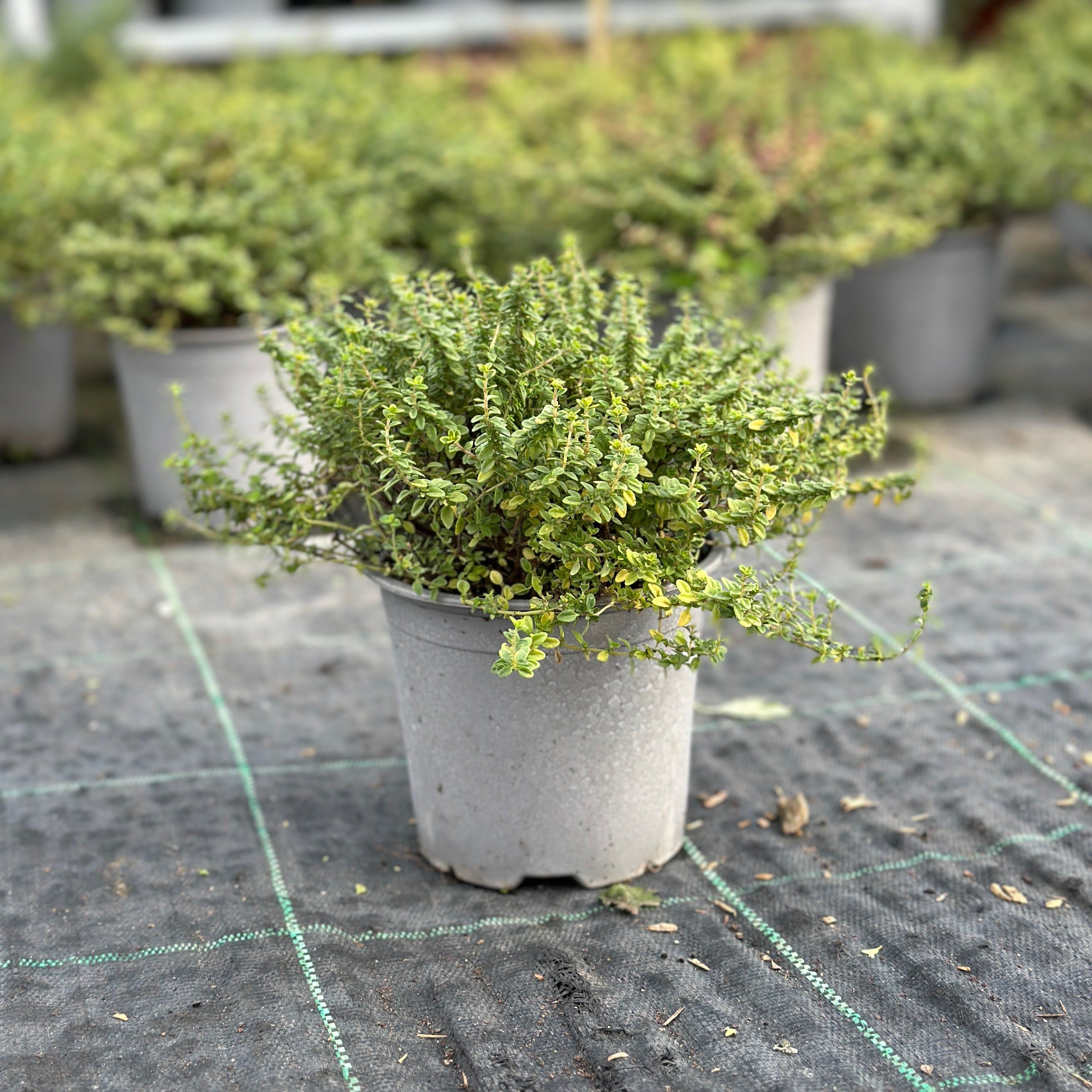 Timo variegato- Thymus (V14) - Greenshop