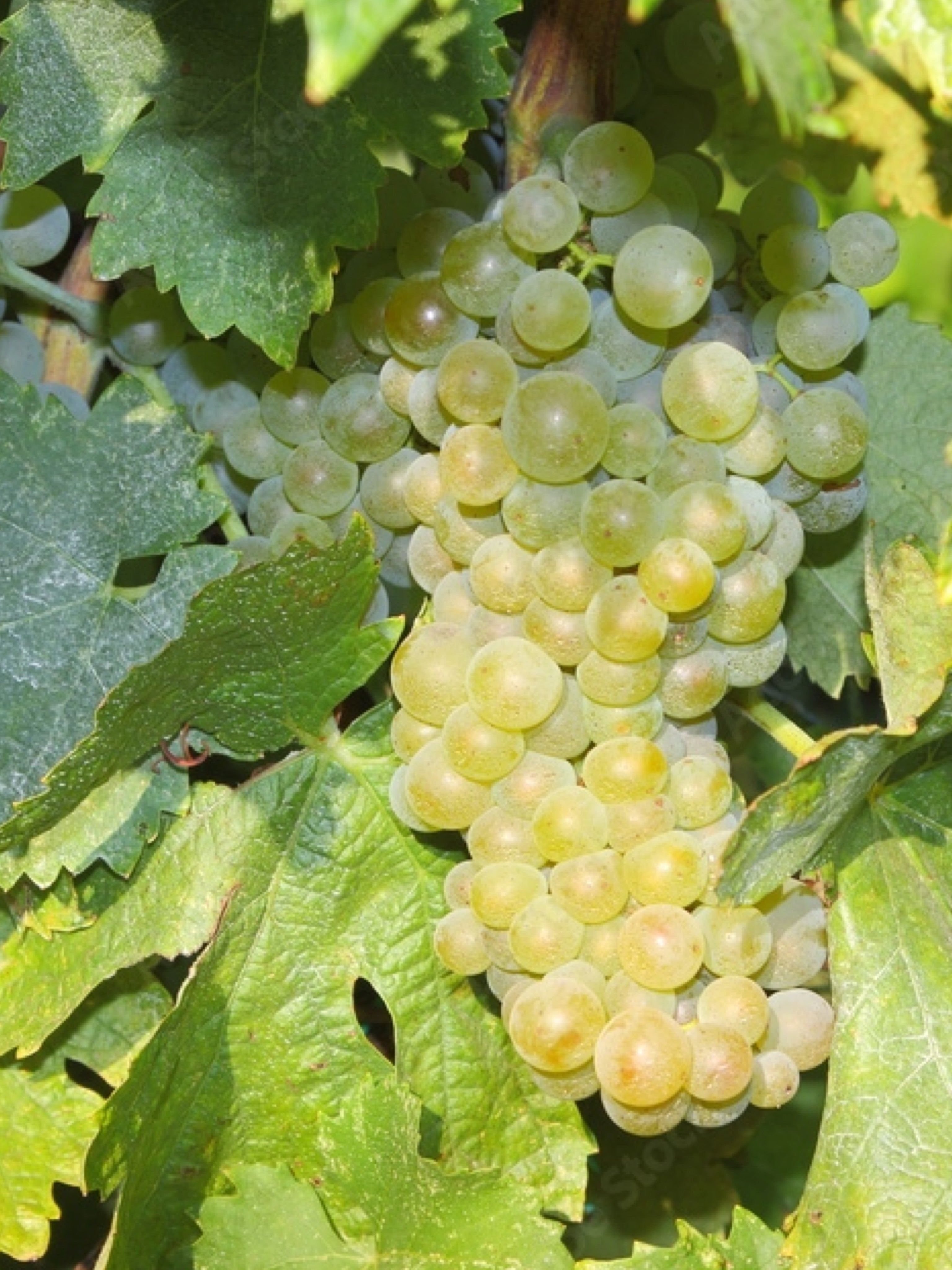 25pz - Barbatelle innestate - Greenshop