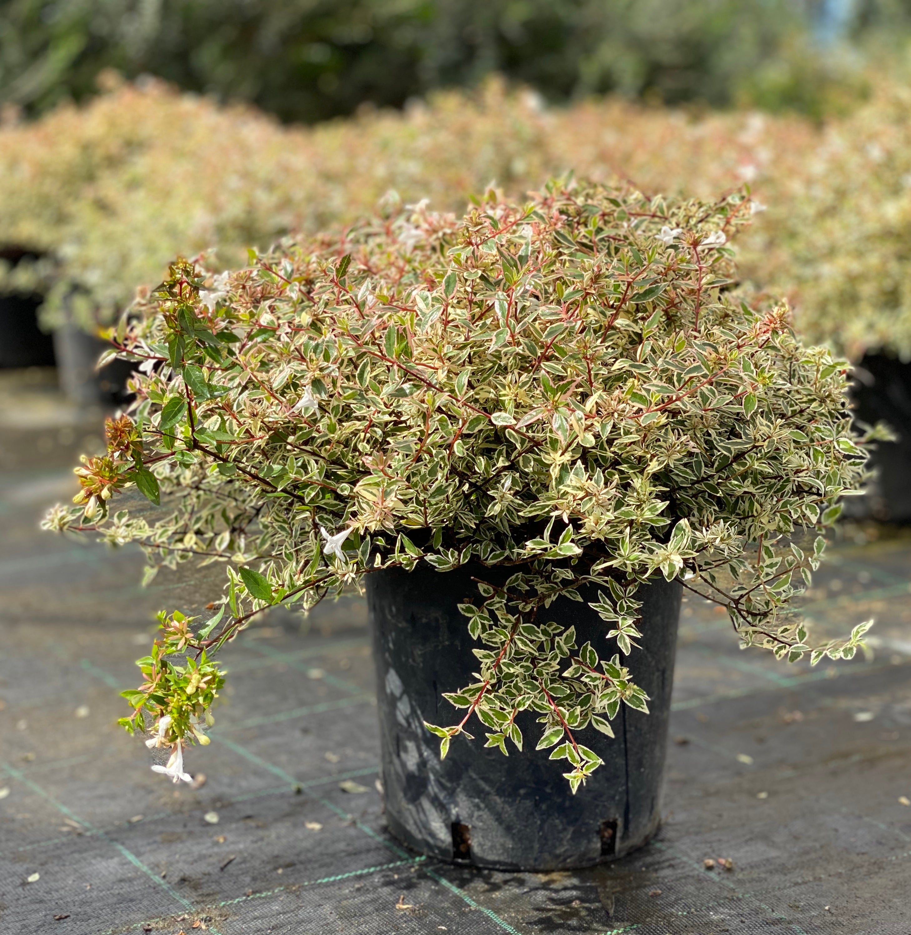 Abelia variegata confetti (V18) - Greenshop