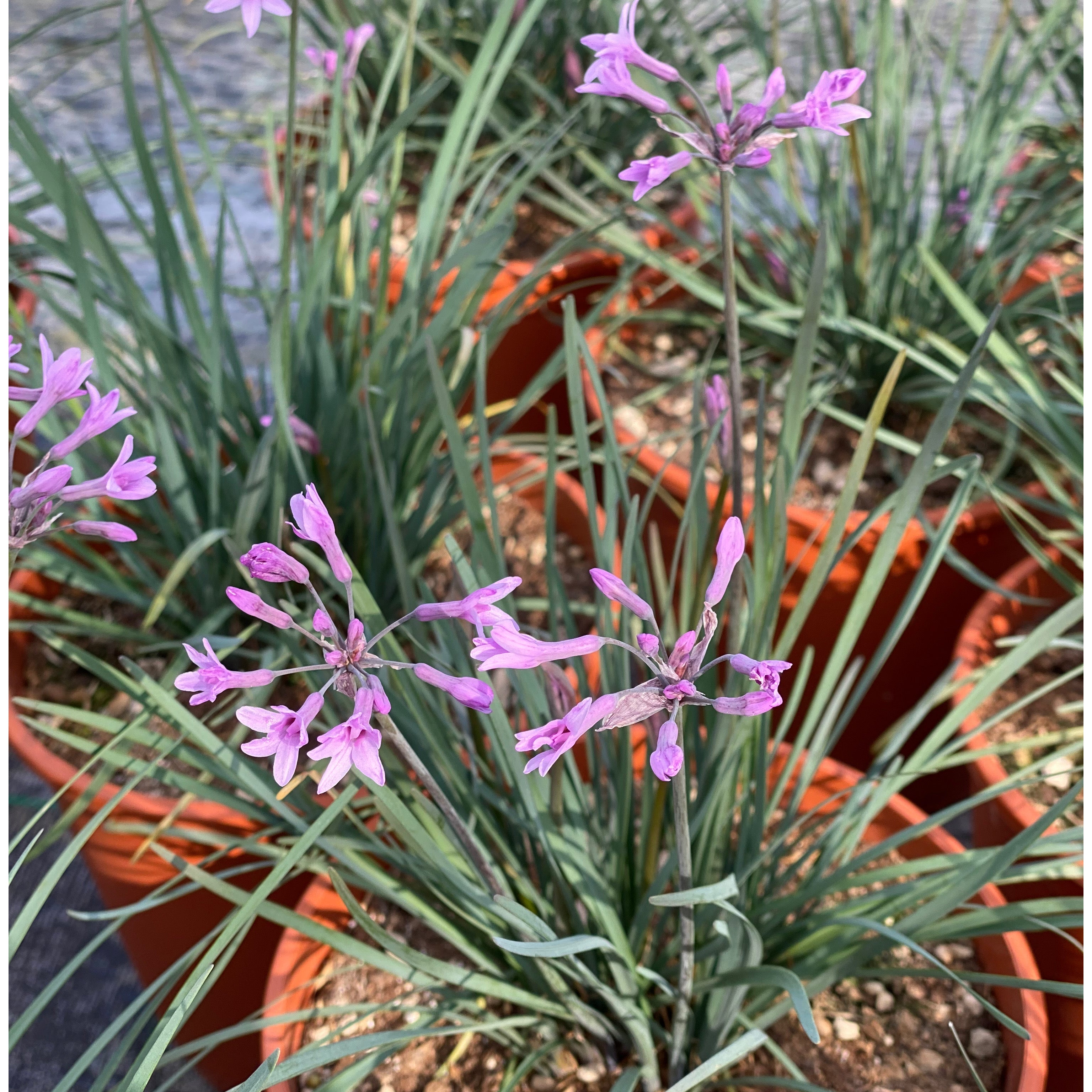 Tulbaghia violacea - aglietti (V16) - Greenshop